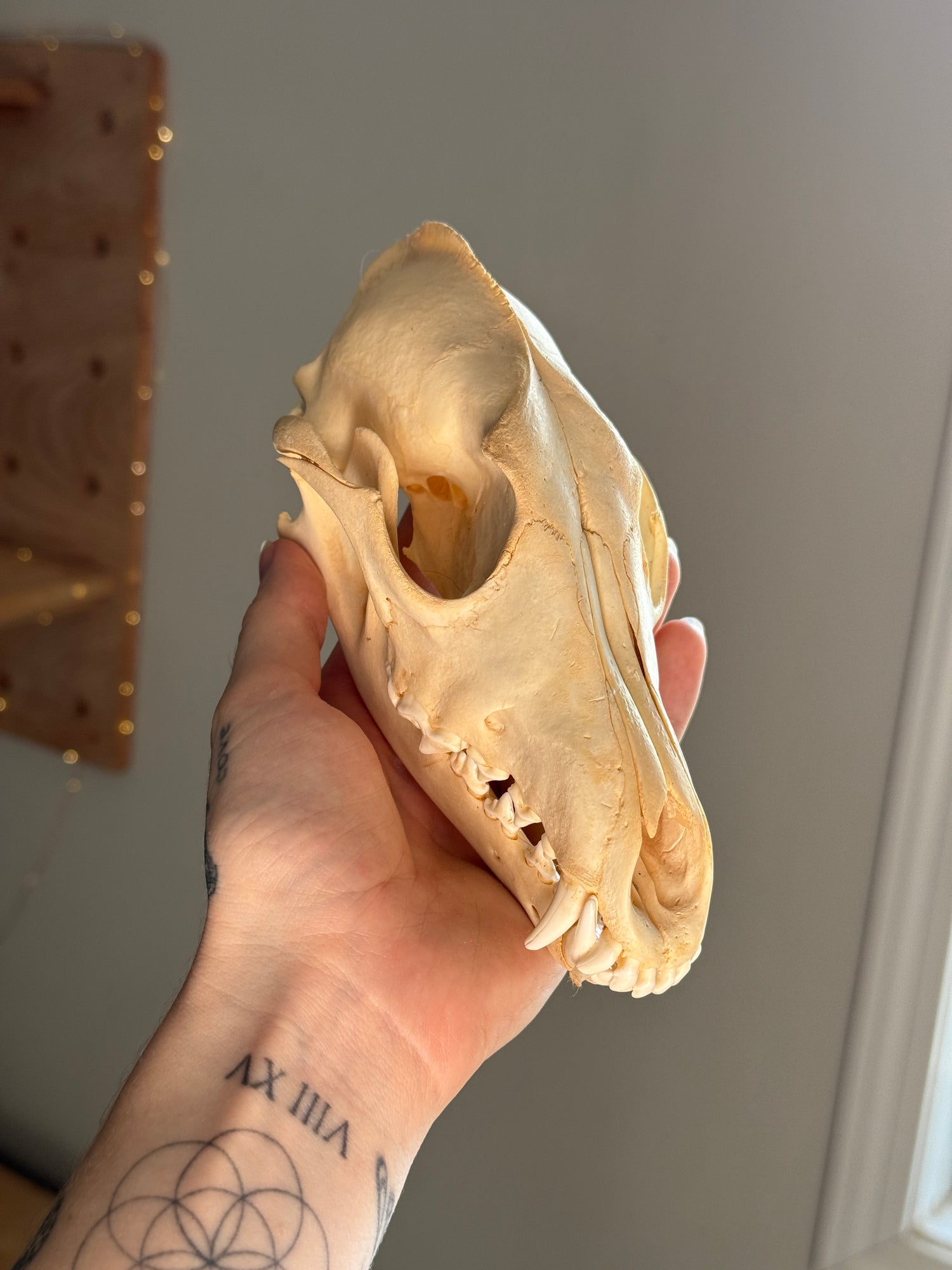 Coyote Skull