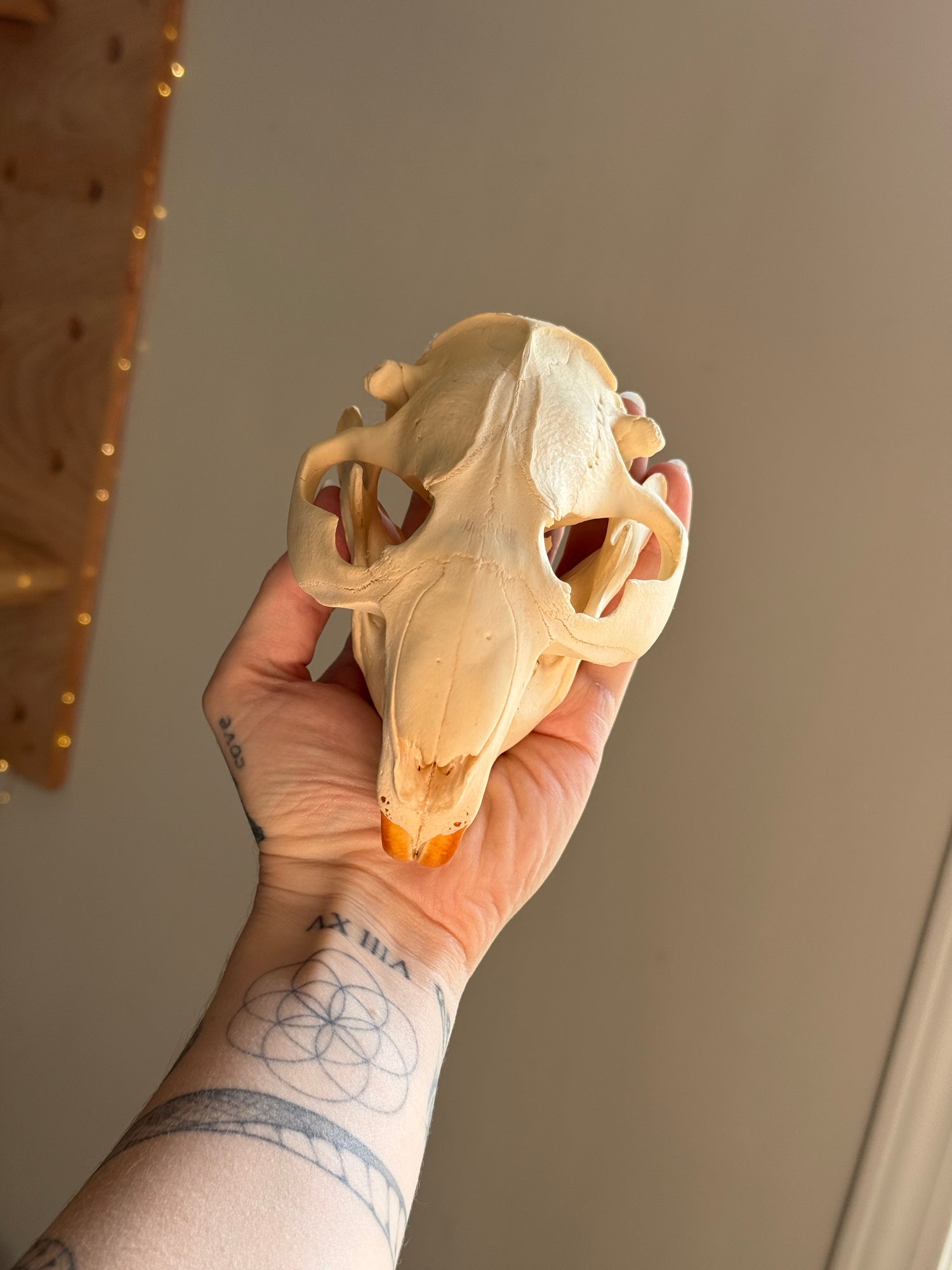 Beaver Skull