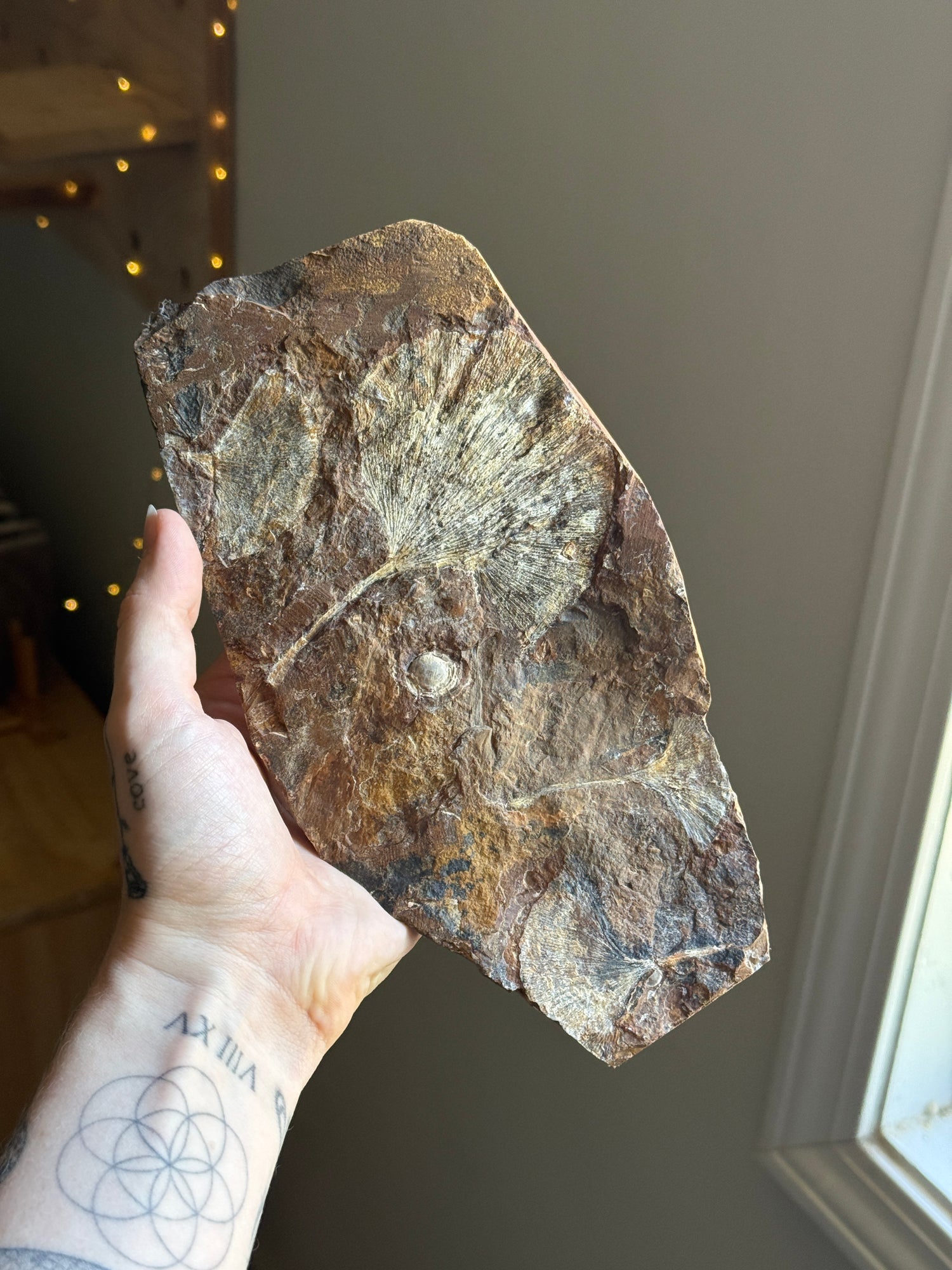 Gingko Fossil