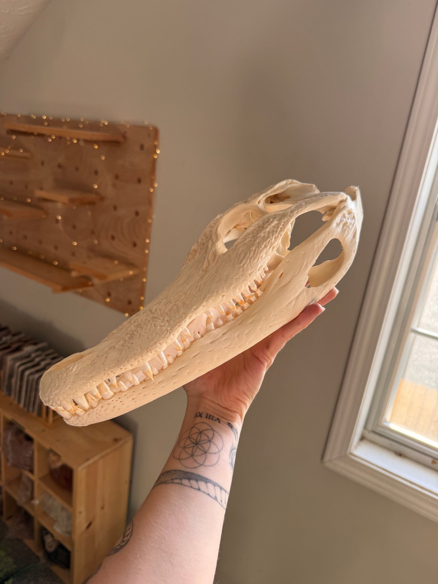 Large Alligator Skull