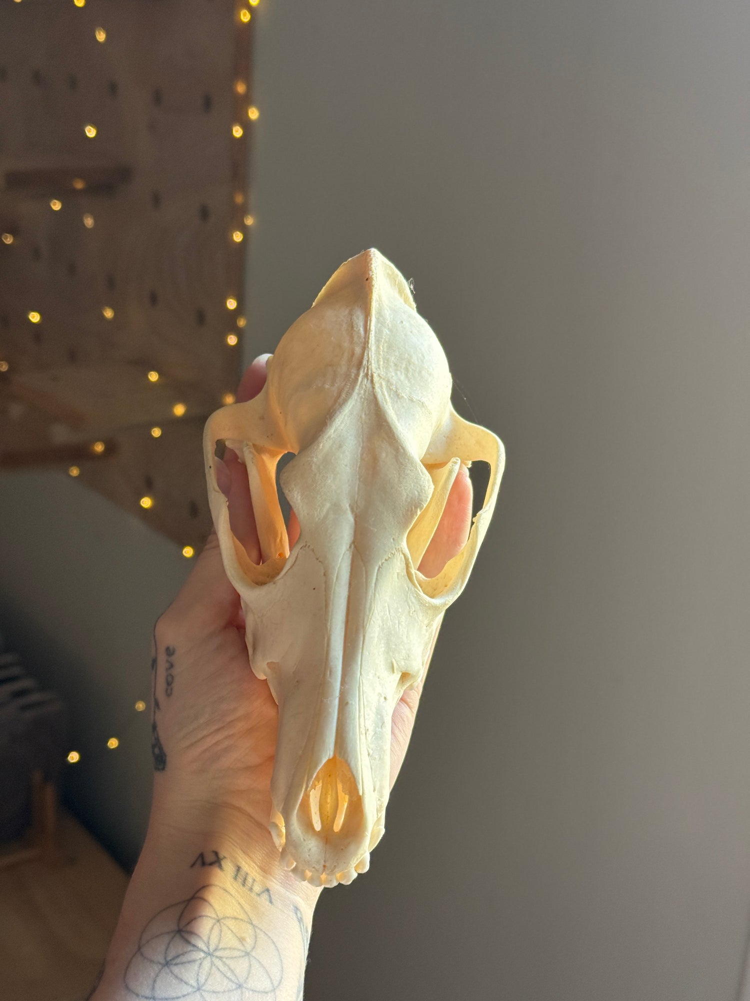 Coyote Skull