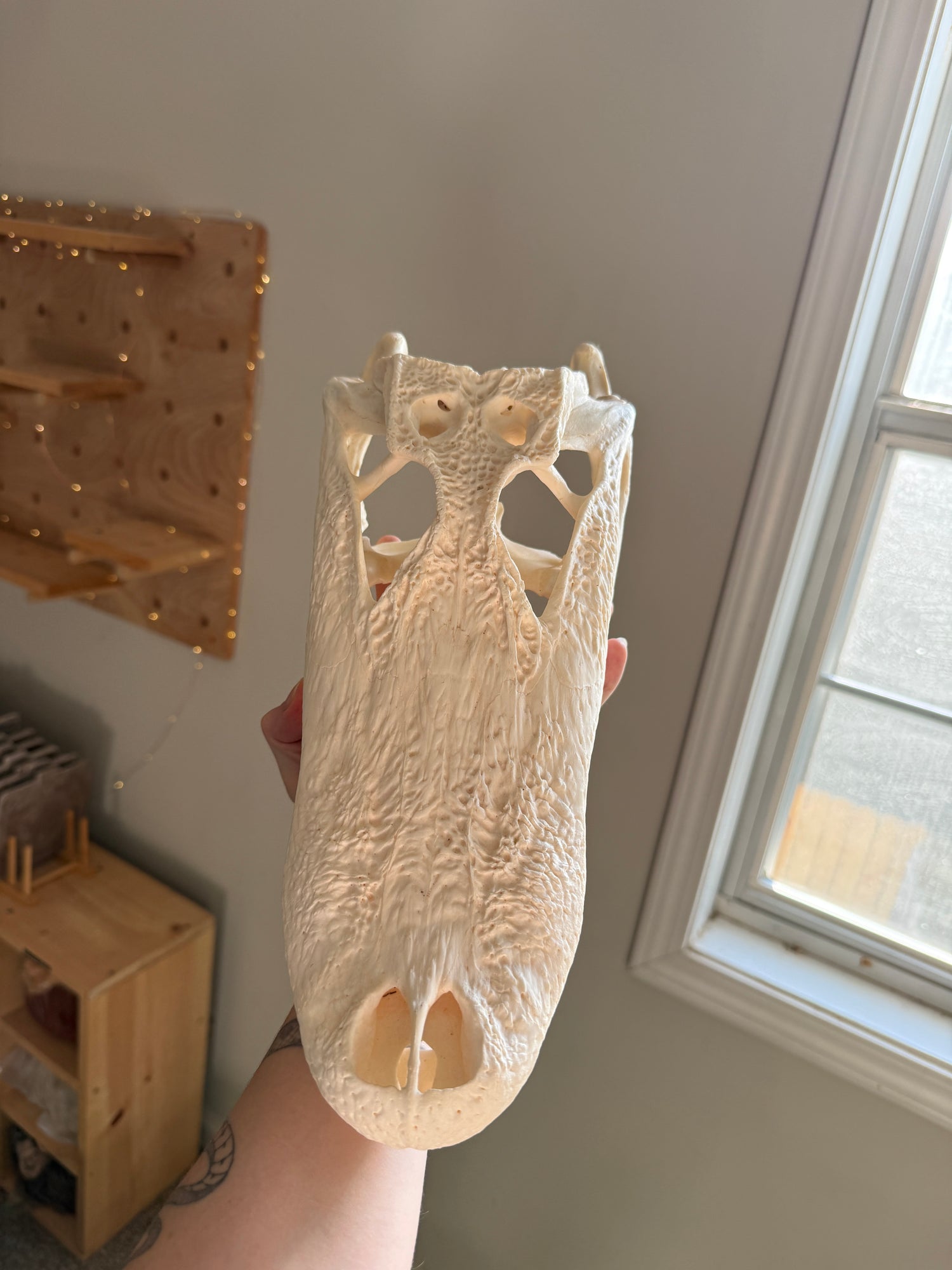 Large Alligator Skull