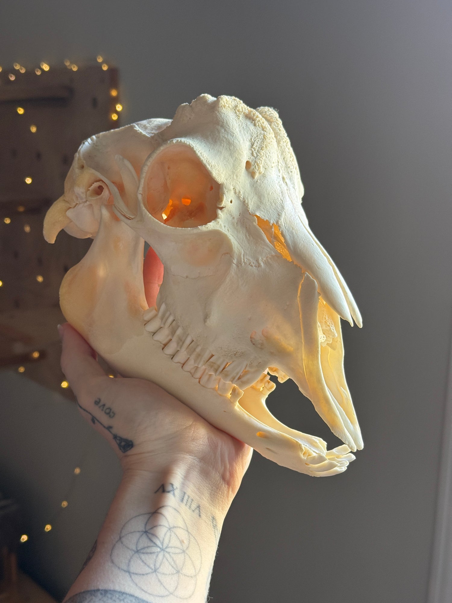 Goat Skull