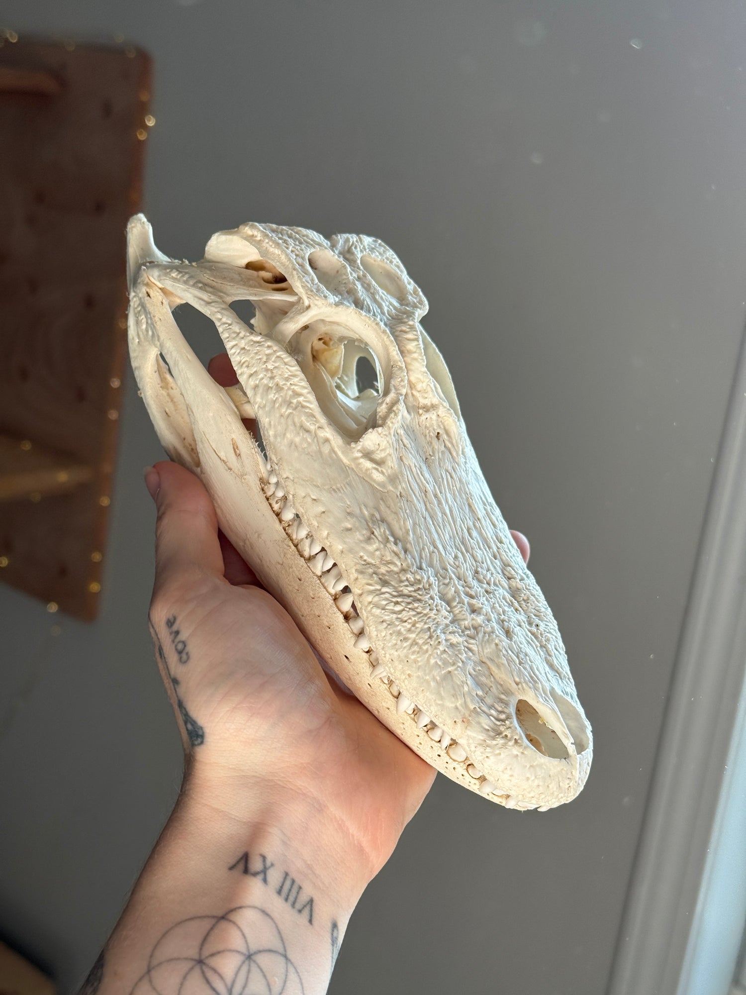 Alligator Skull