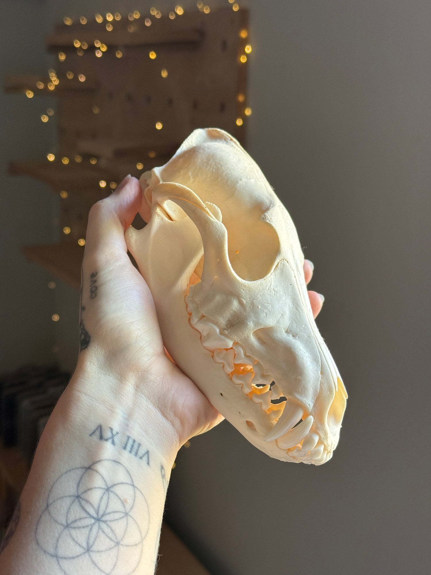 Coyote Skull