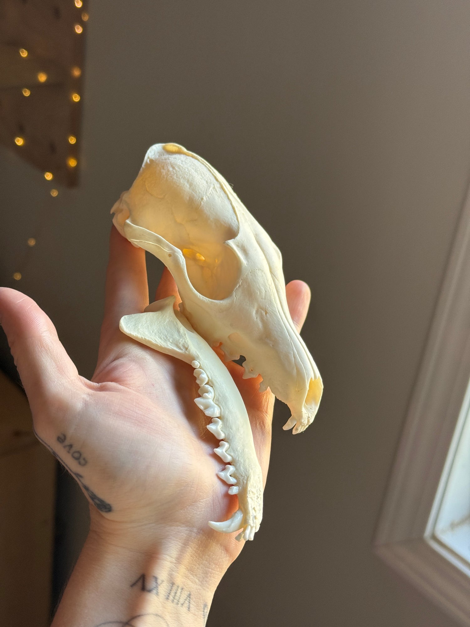 3/4 Coyote Skull