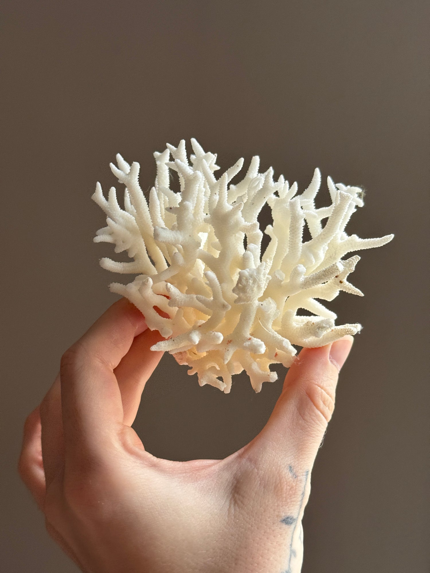 Dried Coral
