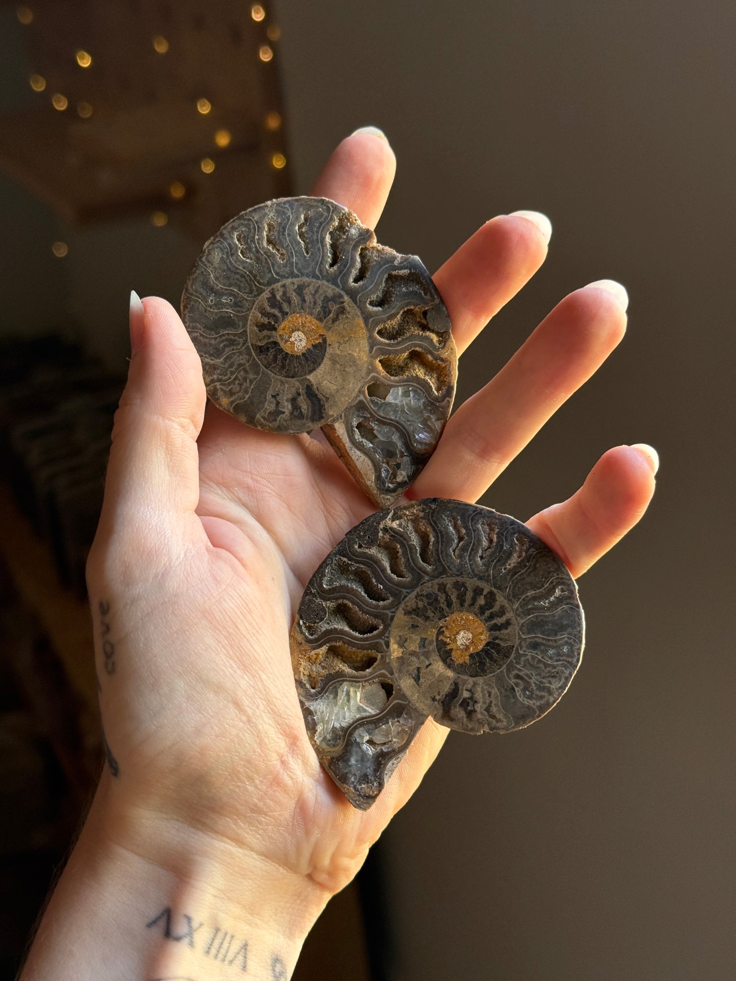 Ammonite Pair (add on)