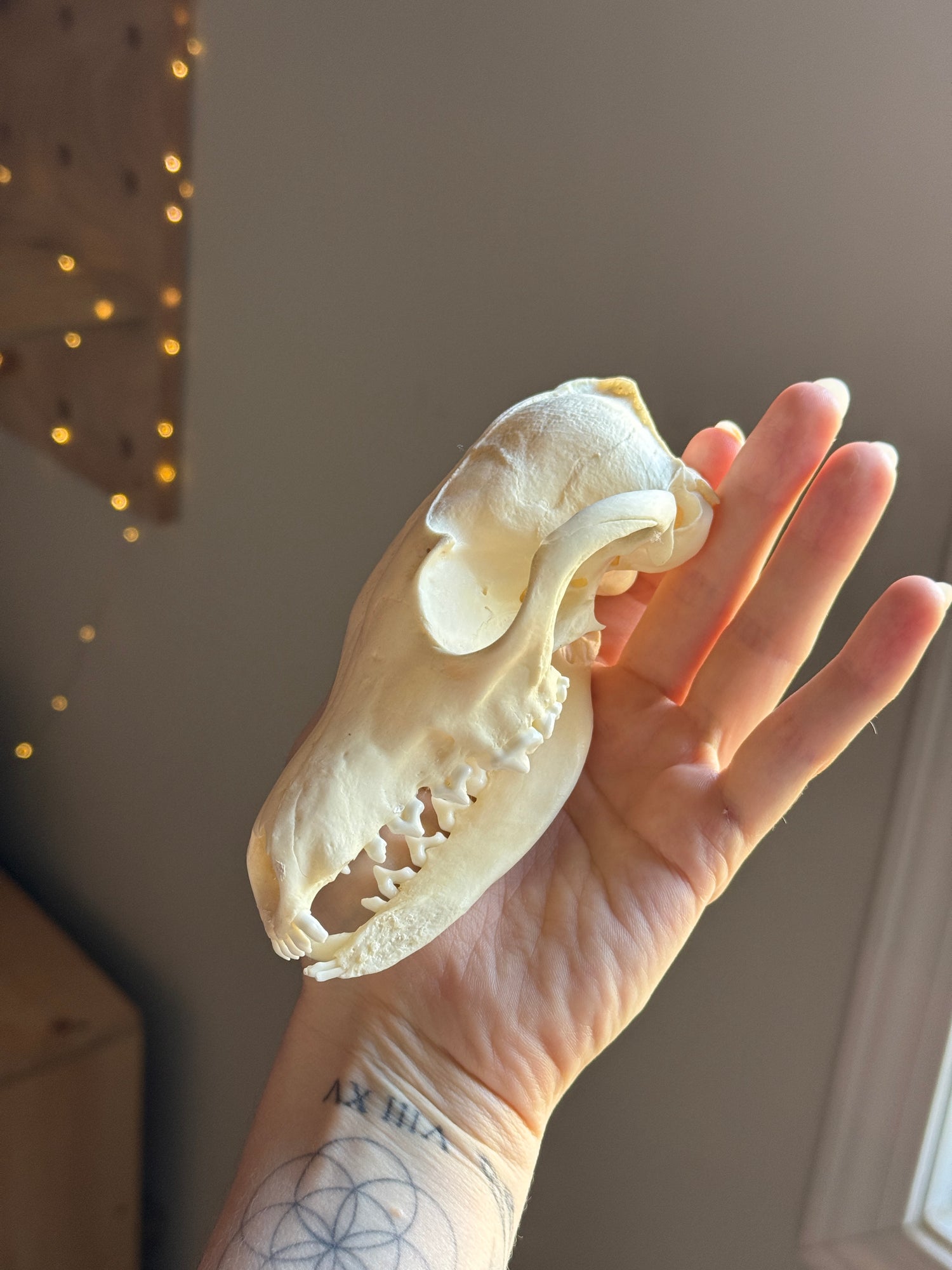 3/4 Coyote Skull