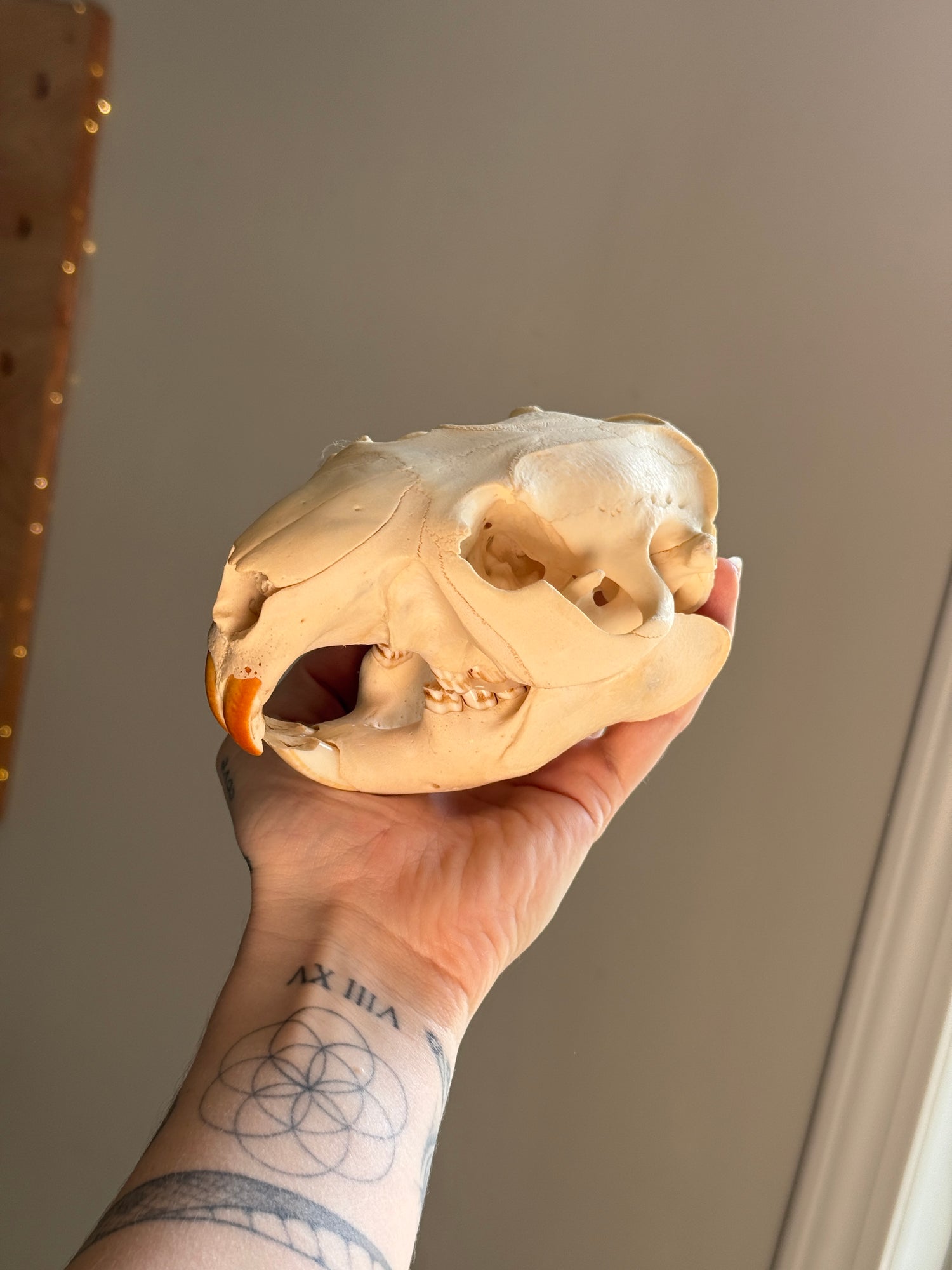 Beaver Skull