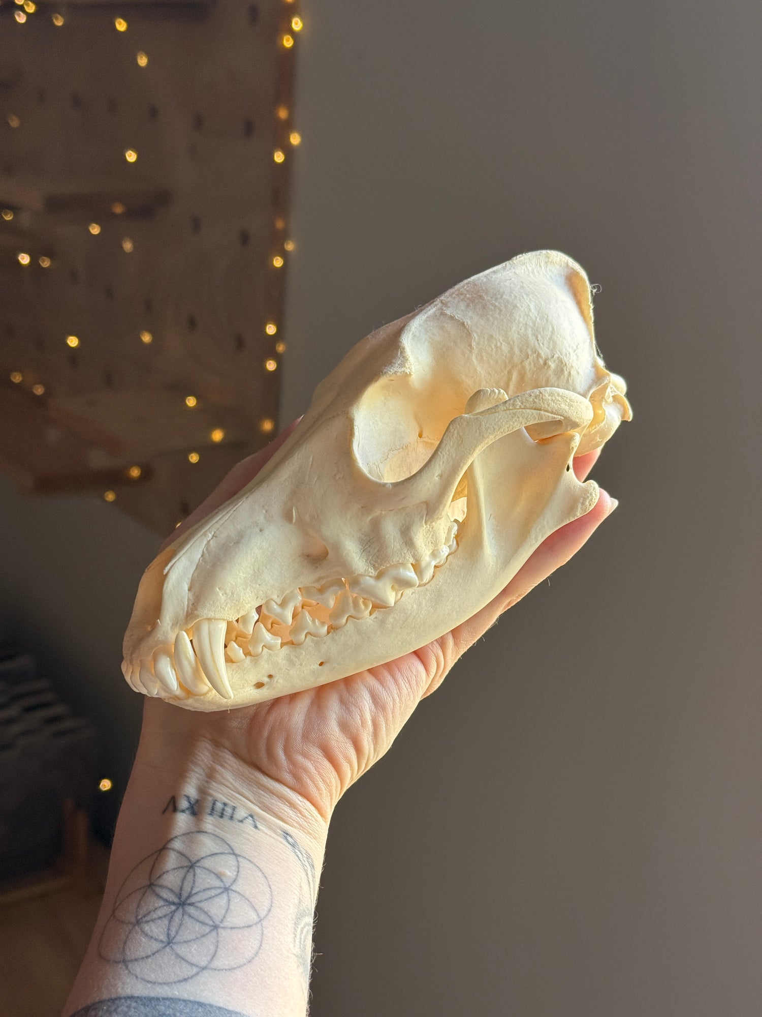 Coyote Skull