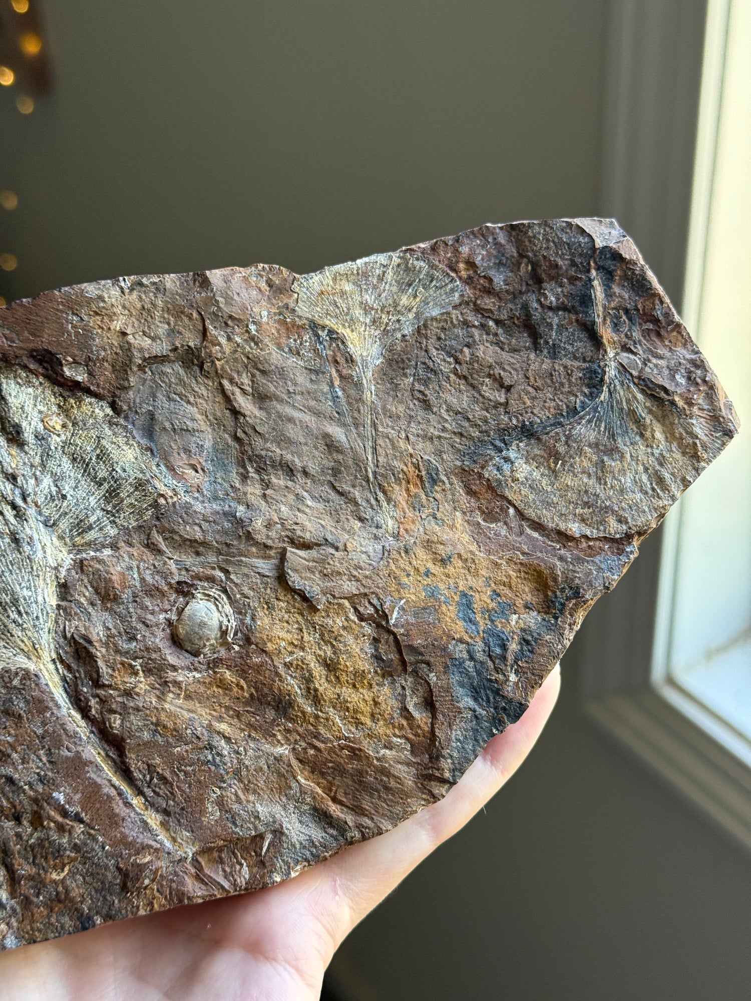 Gingko Fossil