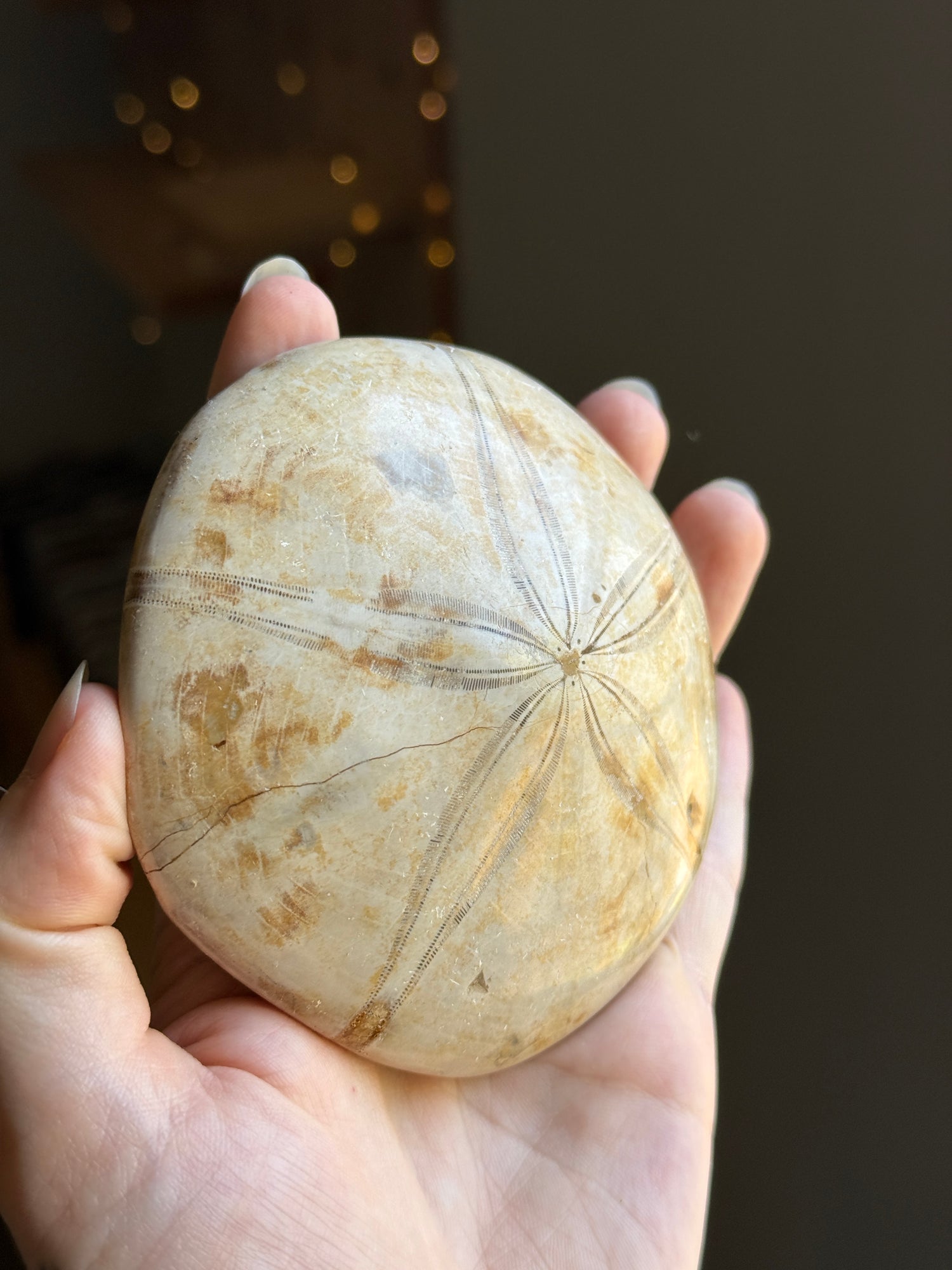 Fossilized Sand Dollar