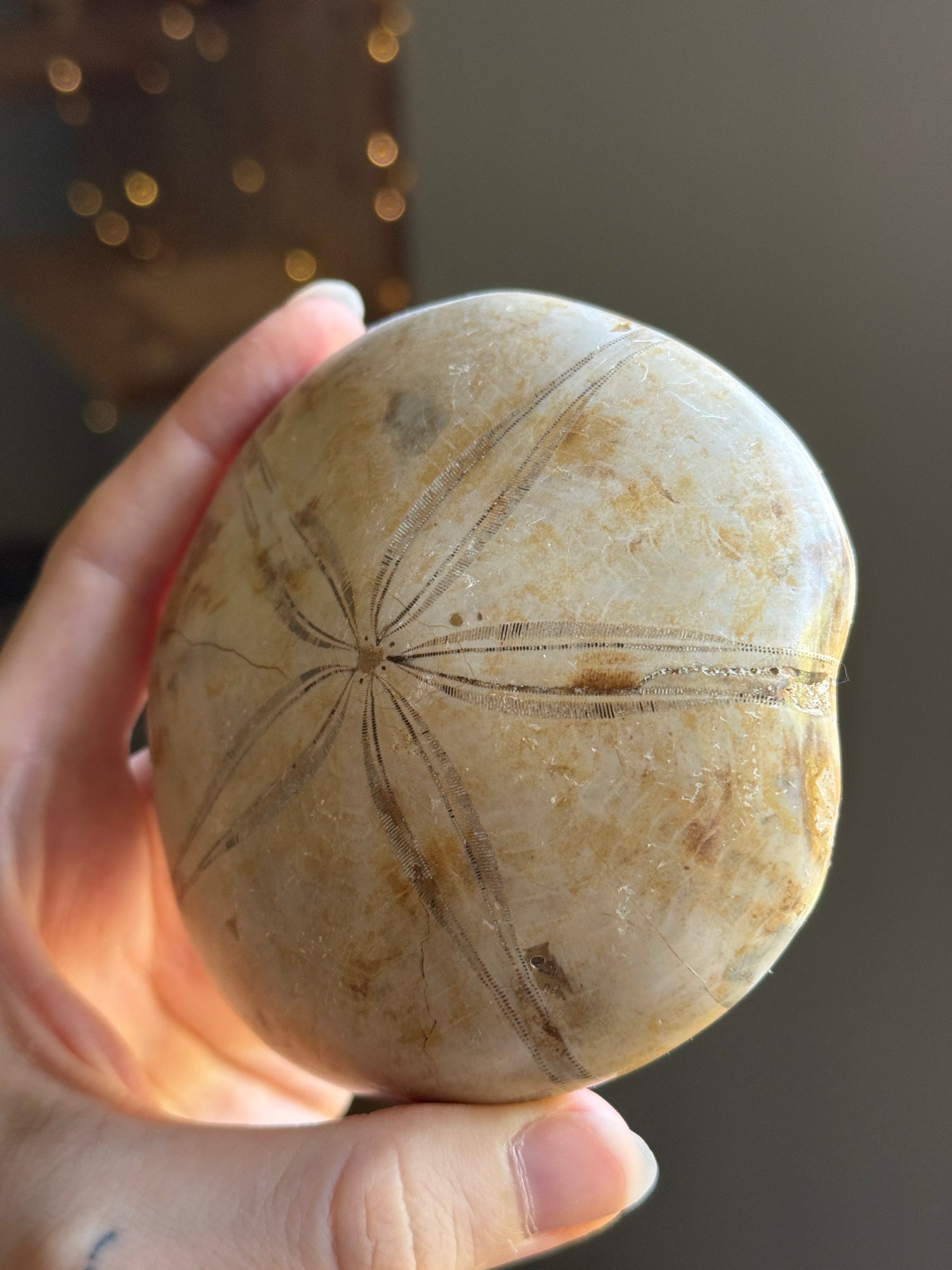 Fossilized Sand Dollar