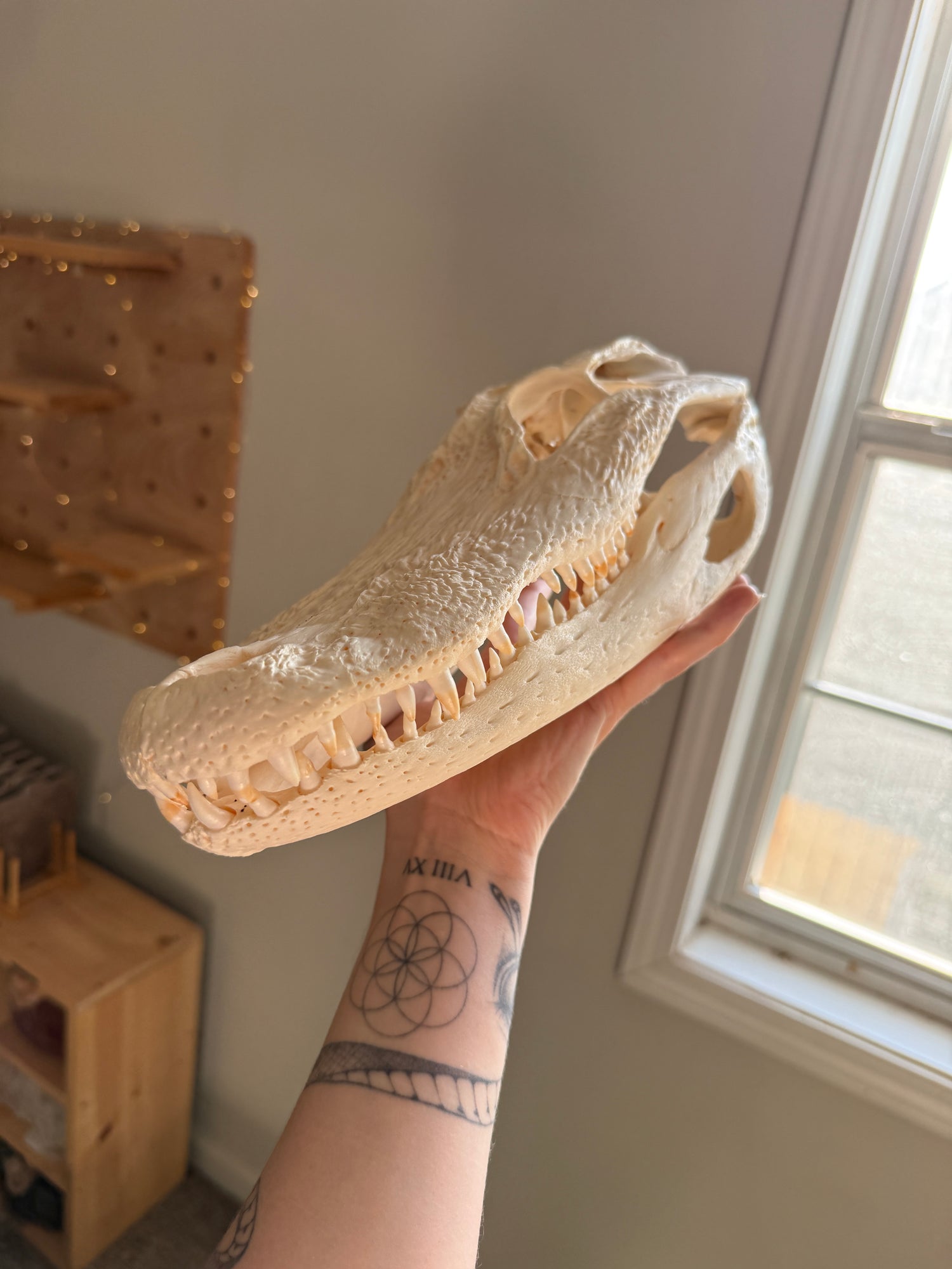 Large Alligator Skull