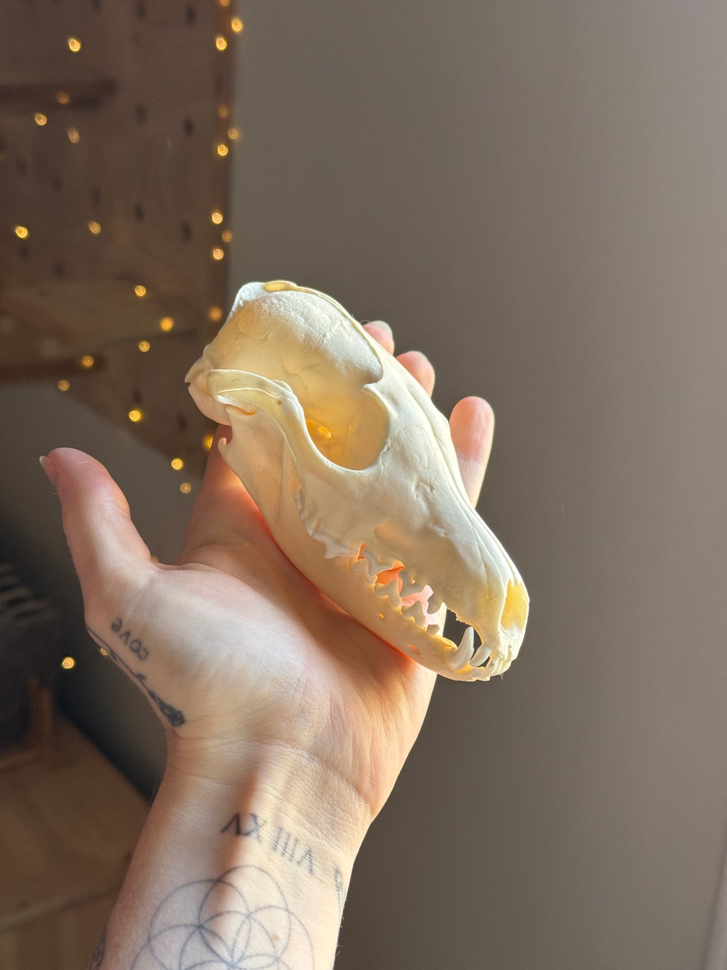 3/4 Coyote Skull