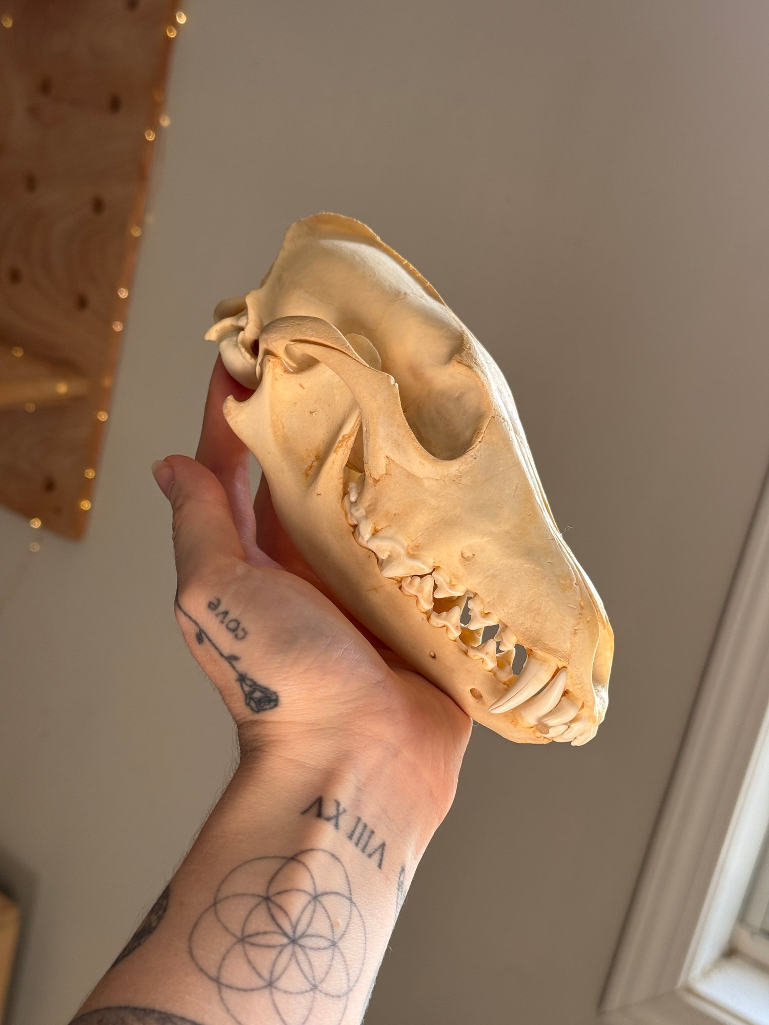Coyote Skull
