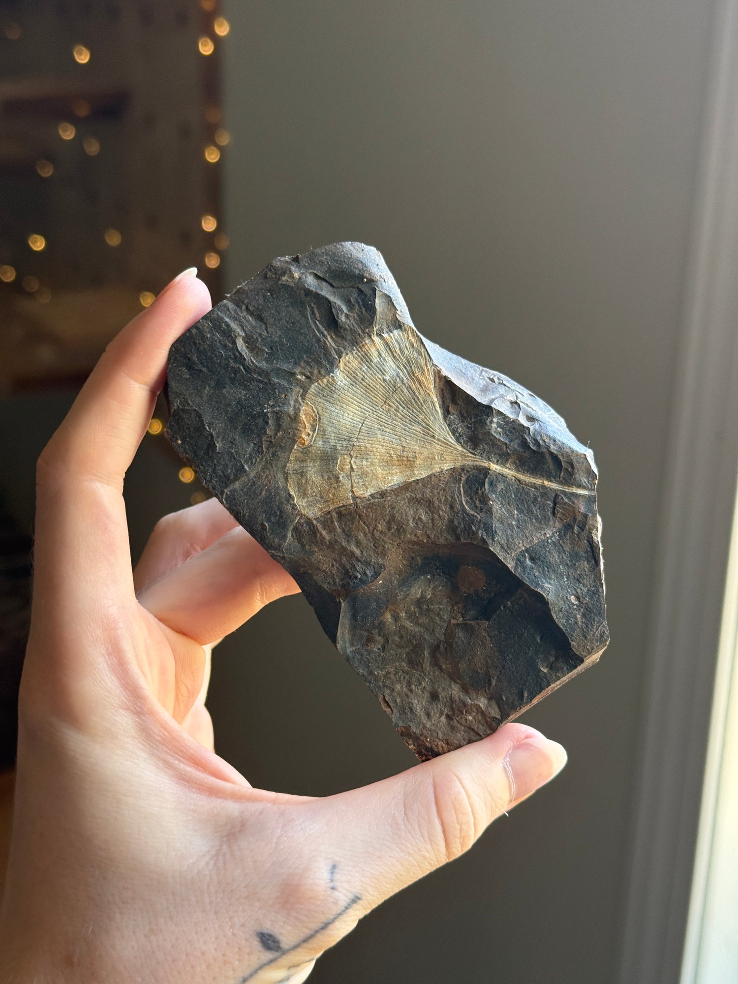 Gingko Fossil