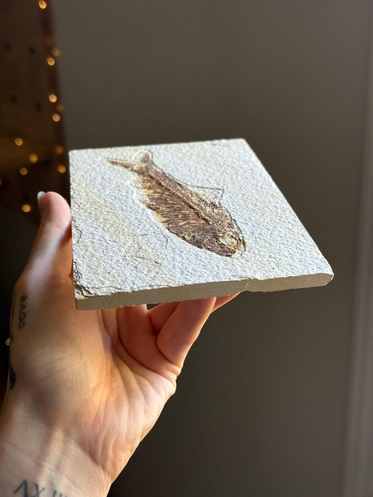 Fish Fossil