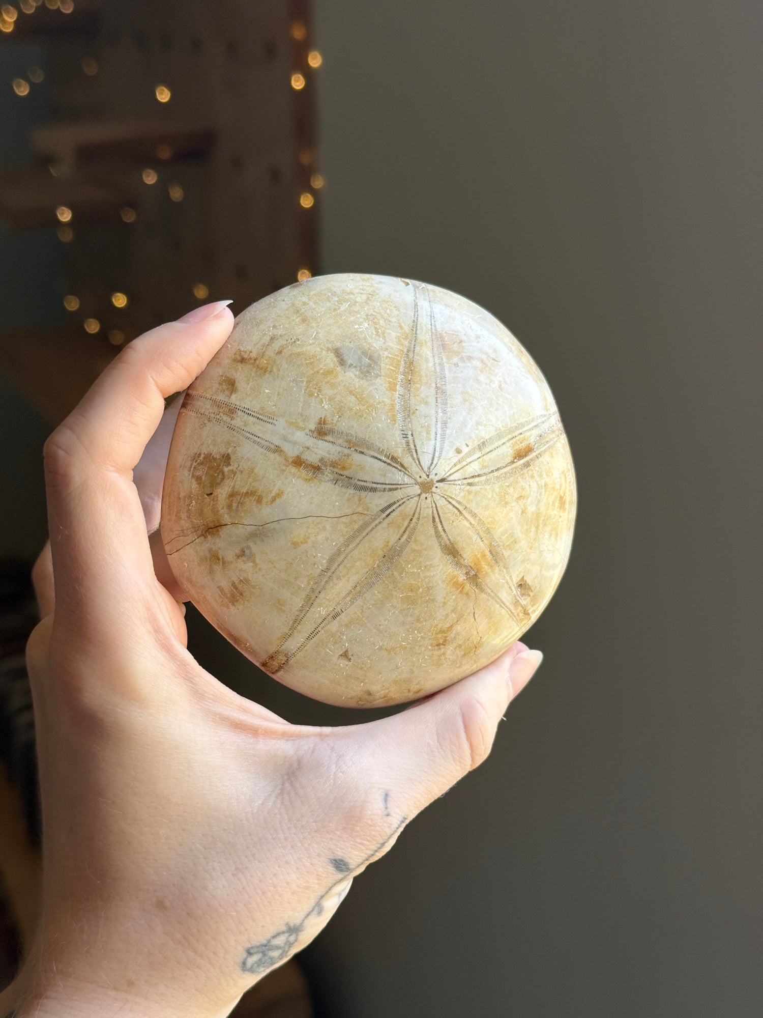 Fossilized Sand Dollar