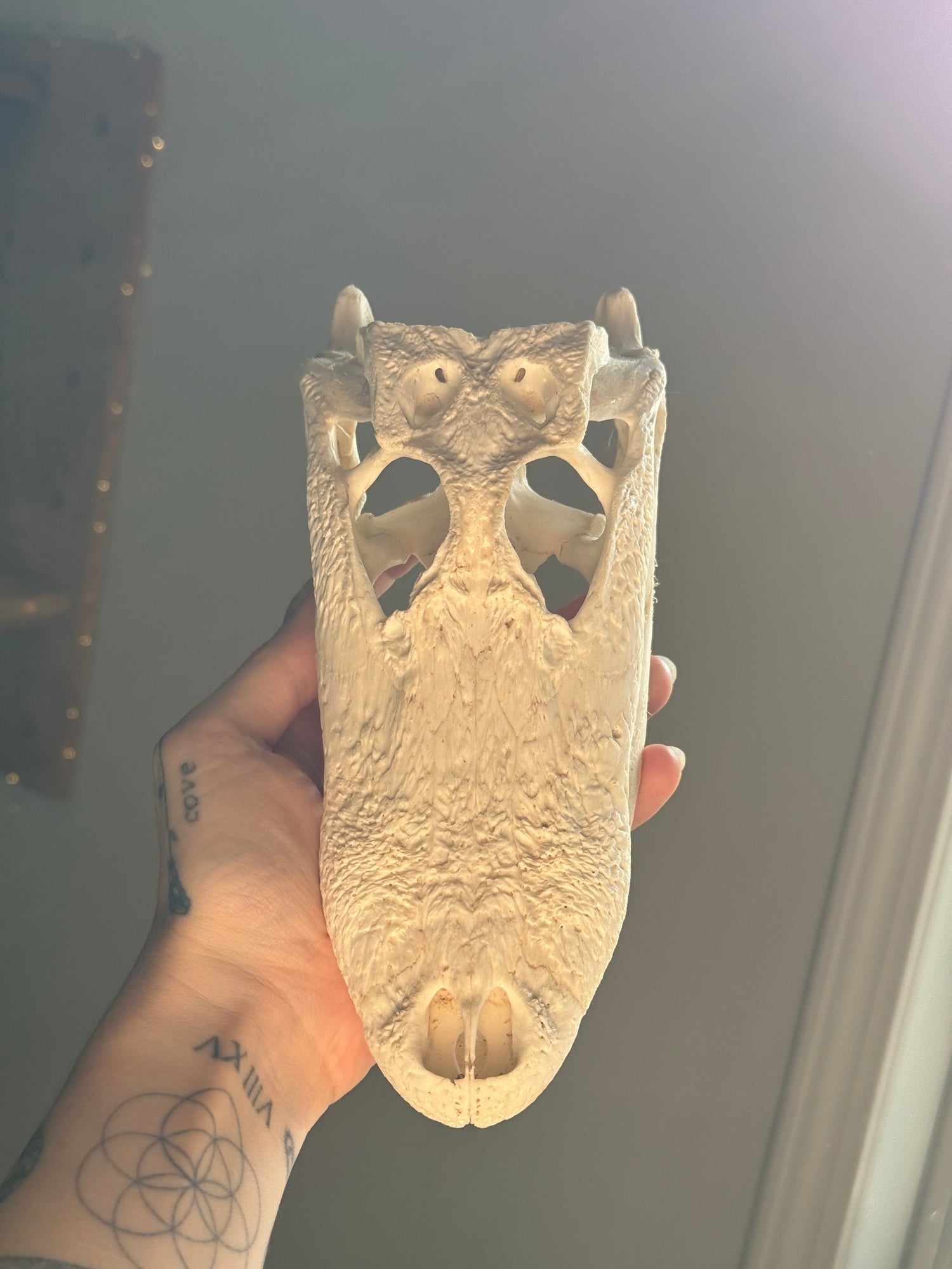 Alligator Skull