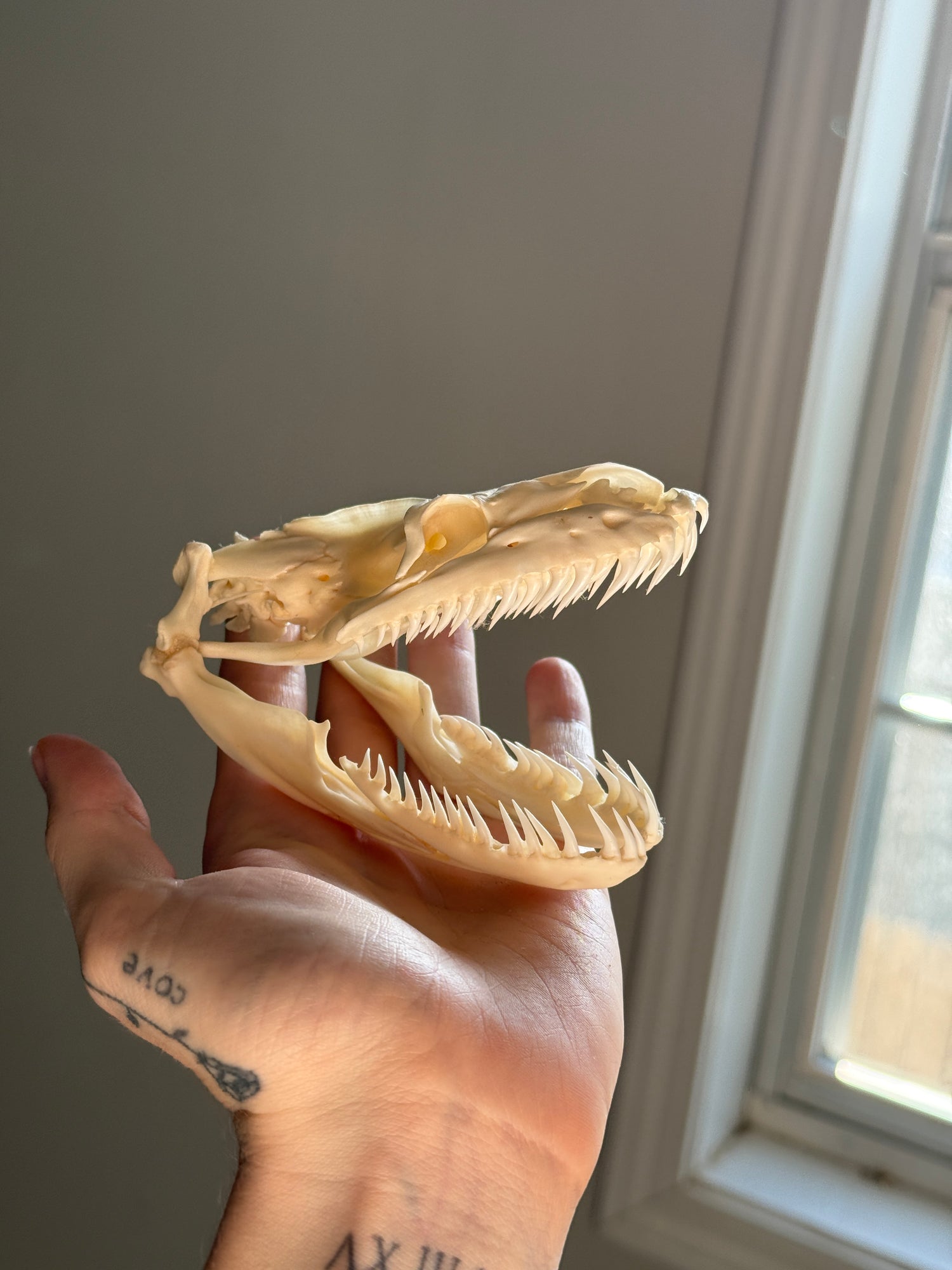 Python Skull