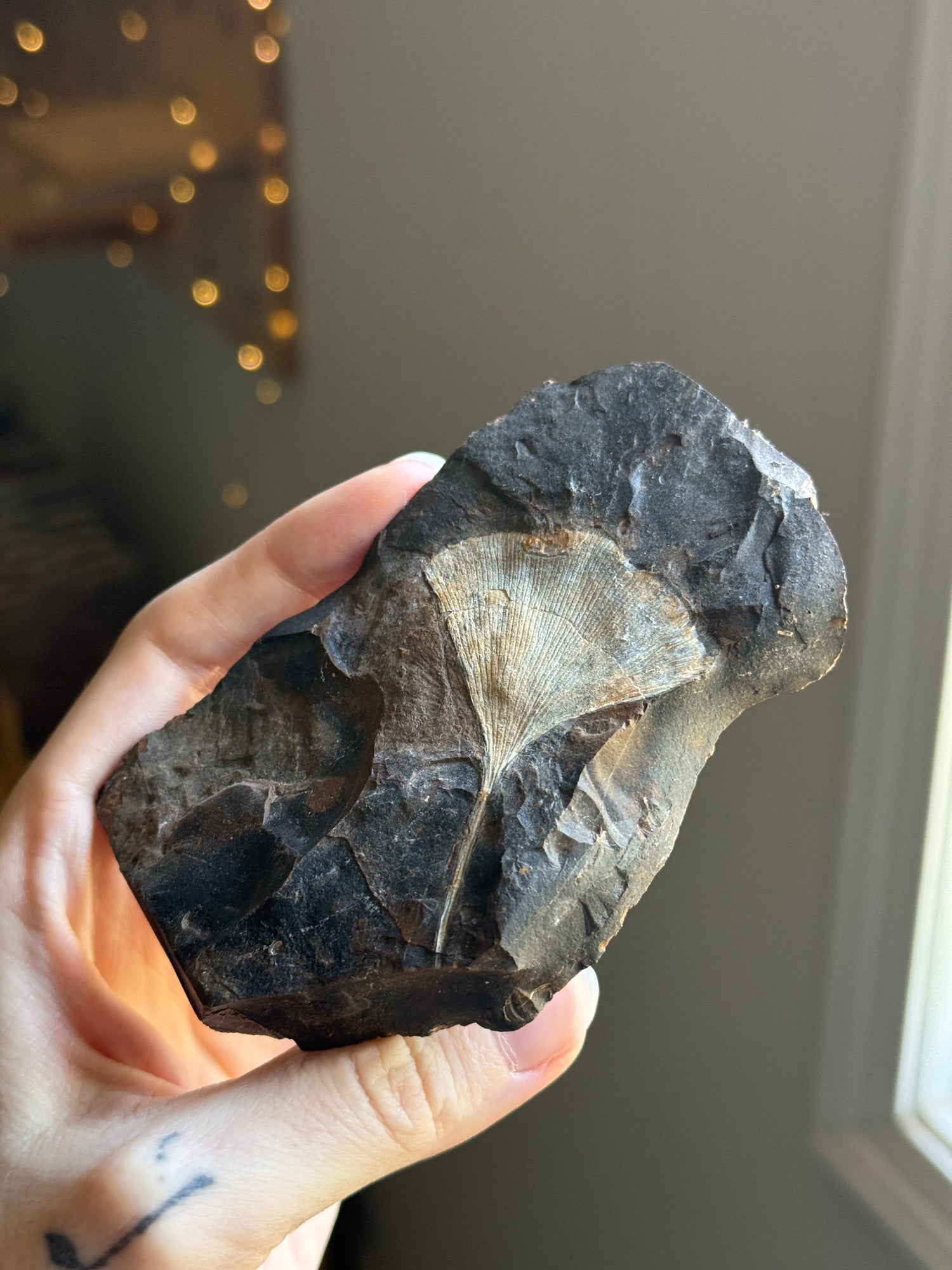 Gingko Fossil