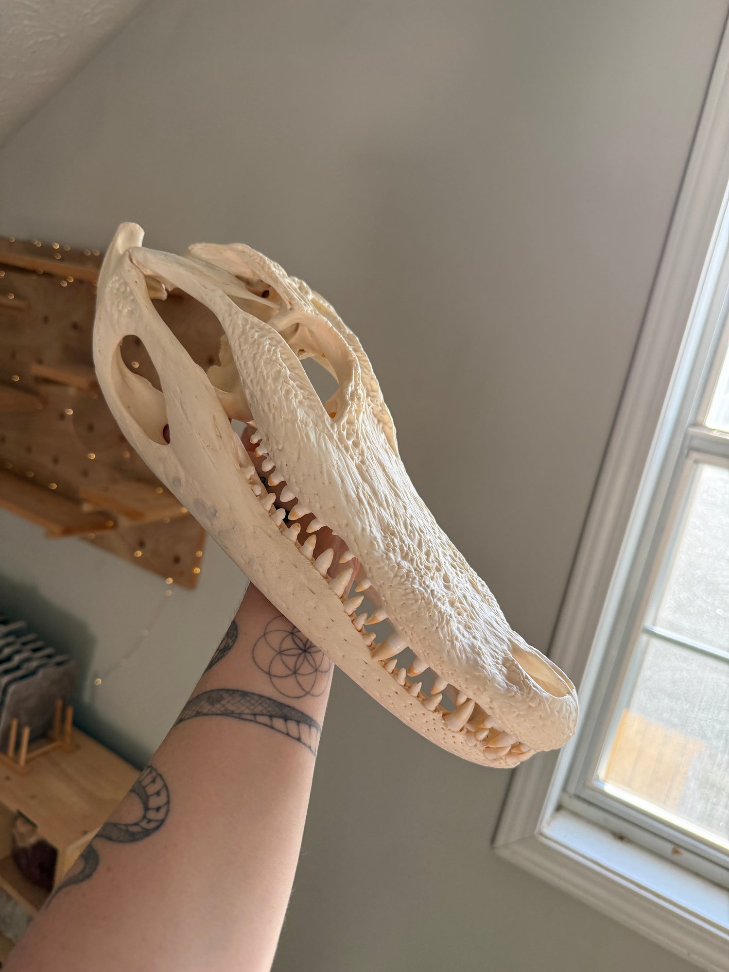 Large Alligator Skull
