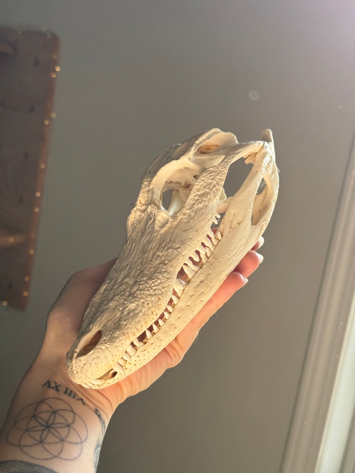 Alligator Skull