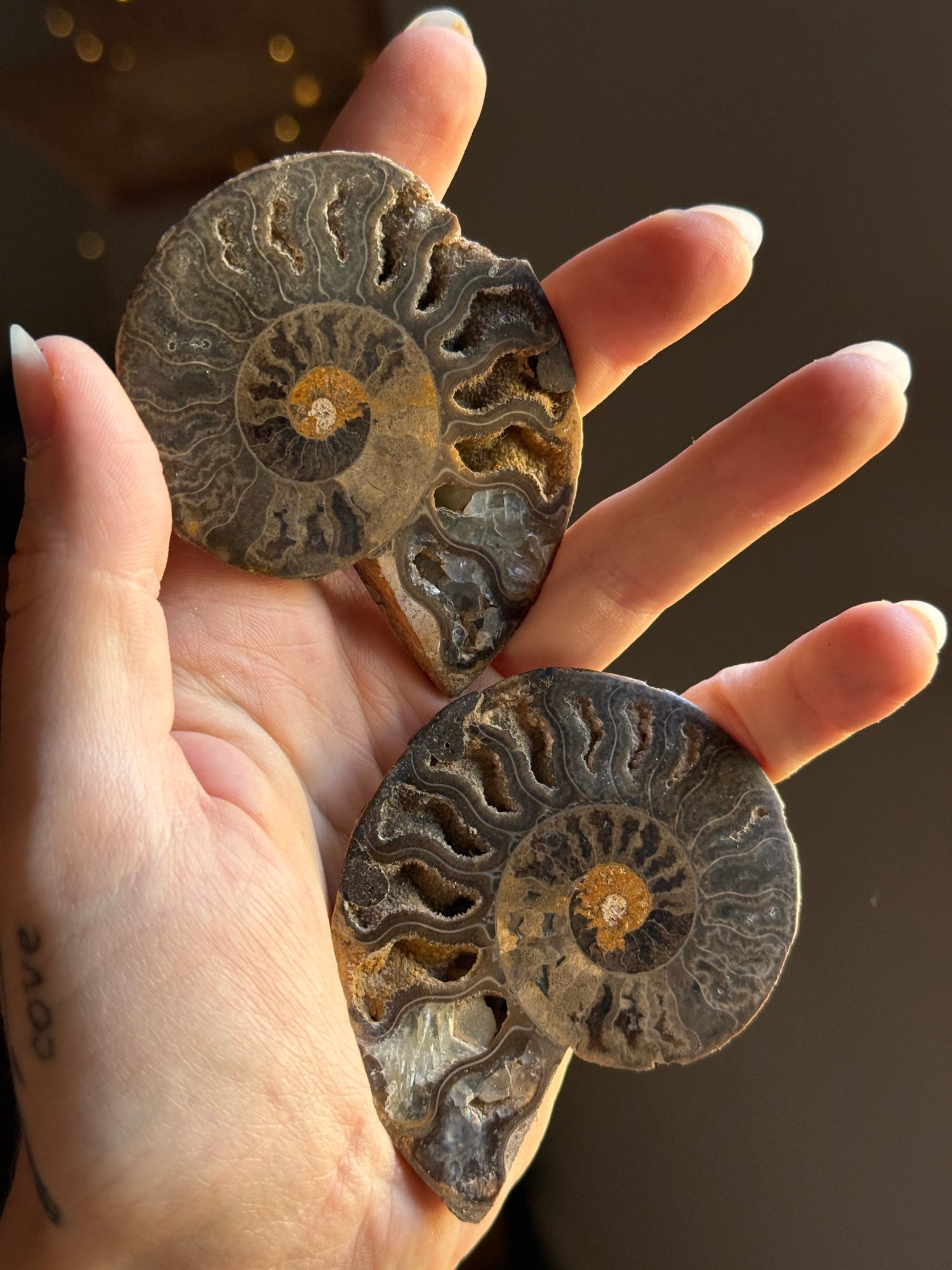 Ammonite Pair (add on)
