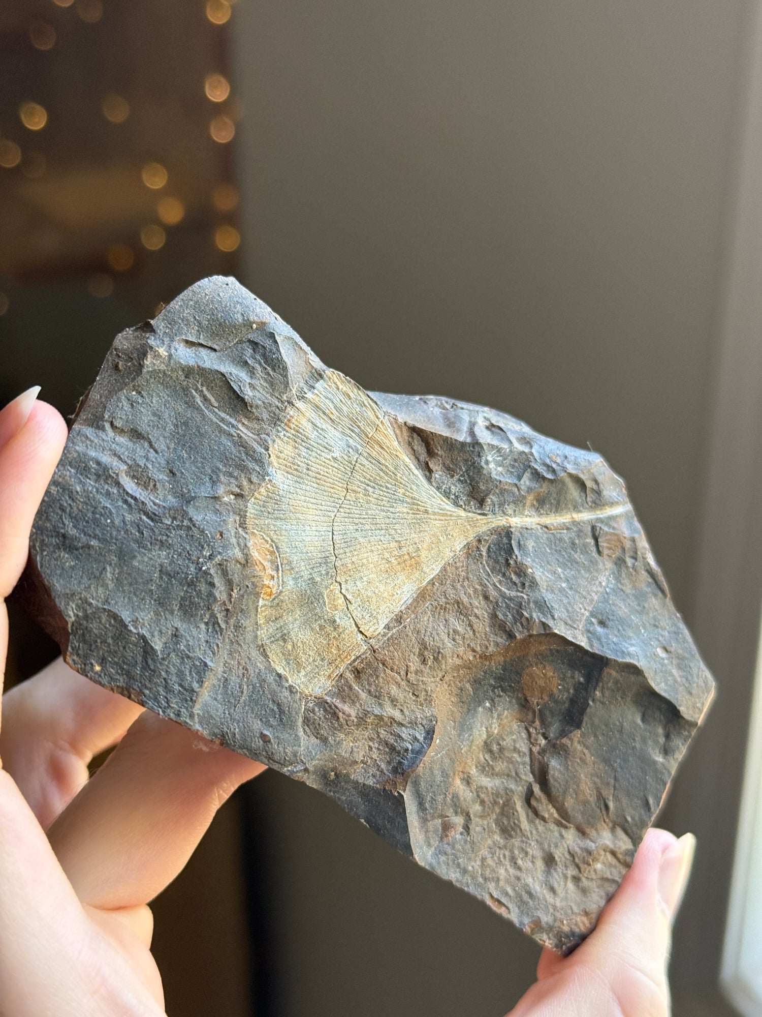 Gingko Fossil