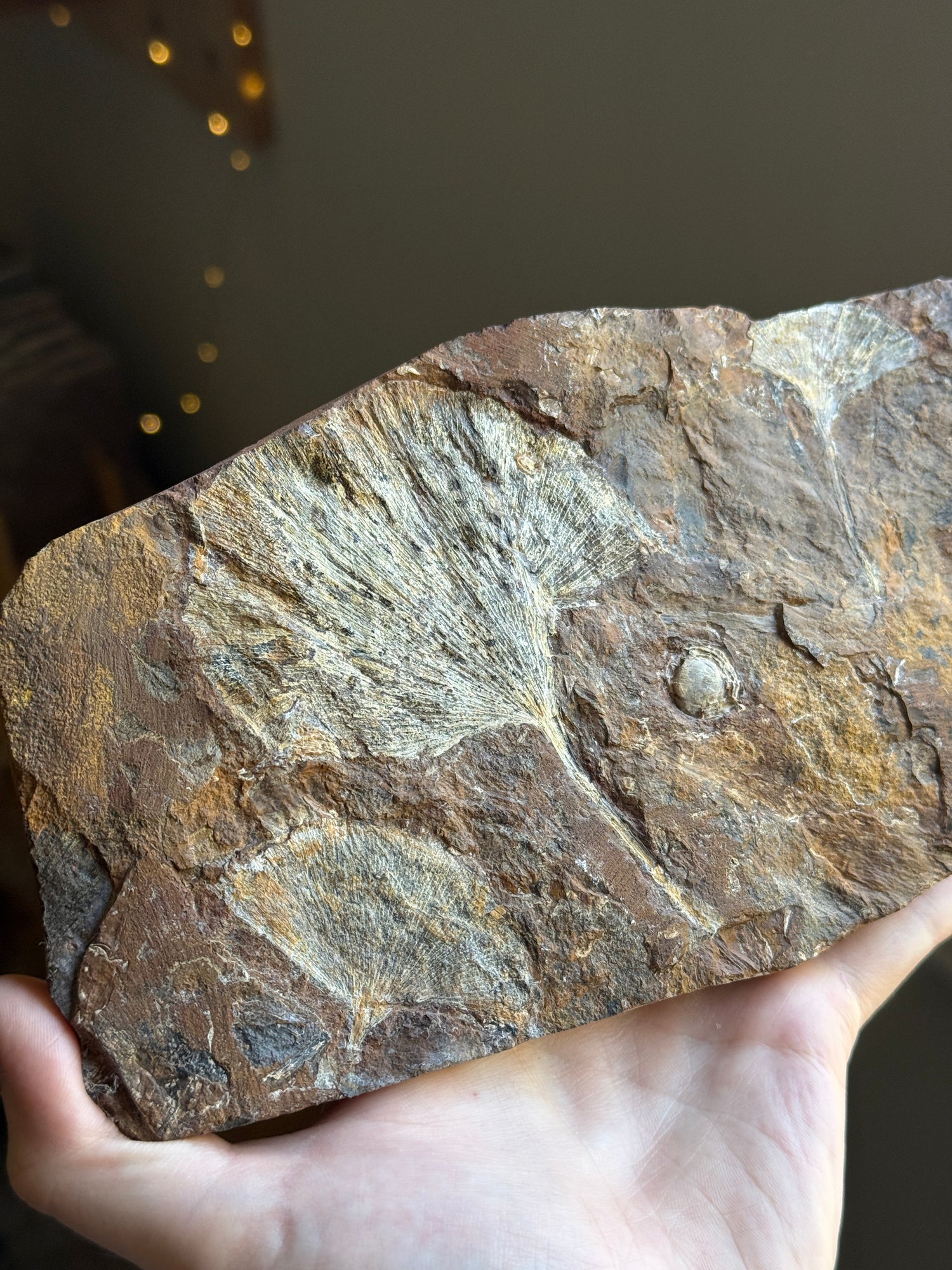 Gingko Fossil