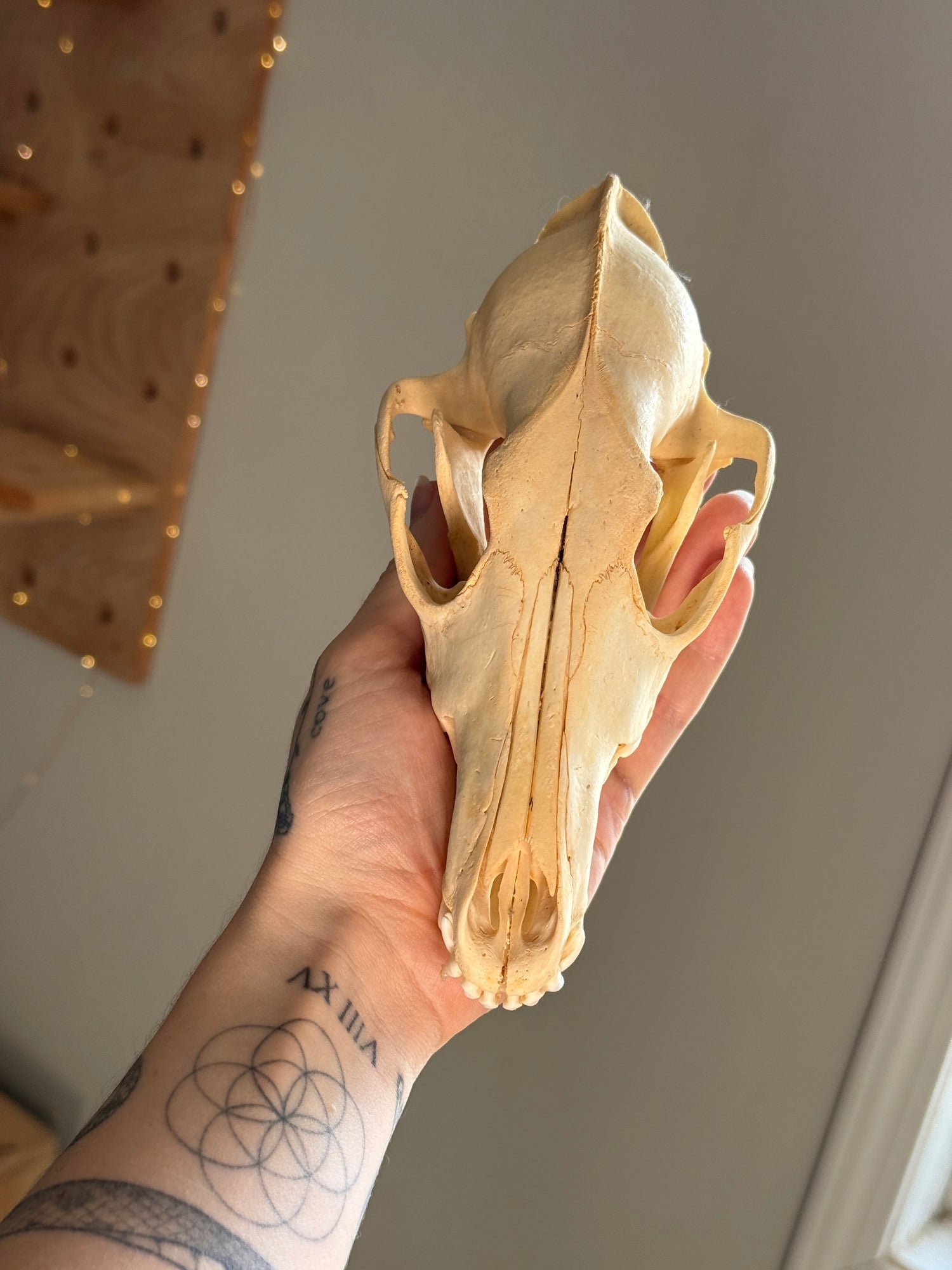 Coyote Skull
