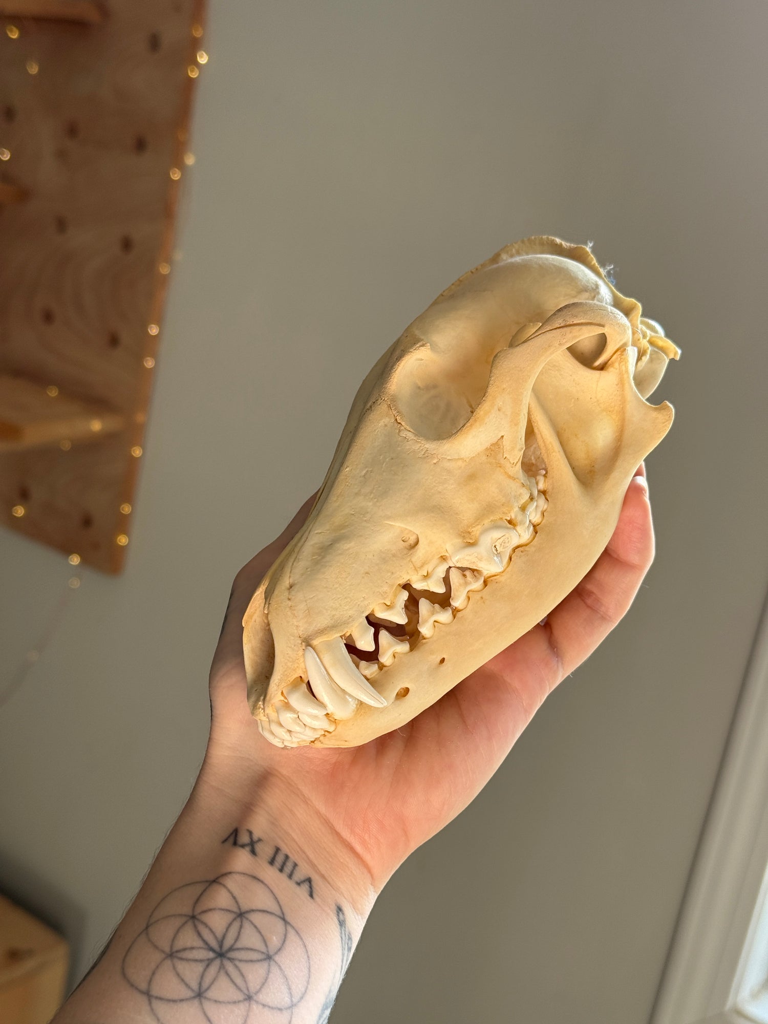 Coyote Skull