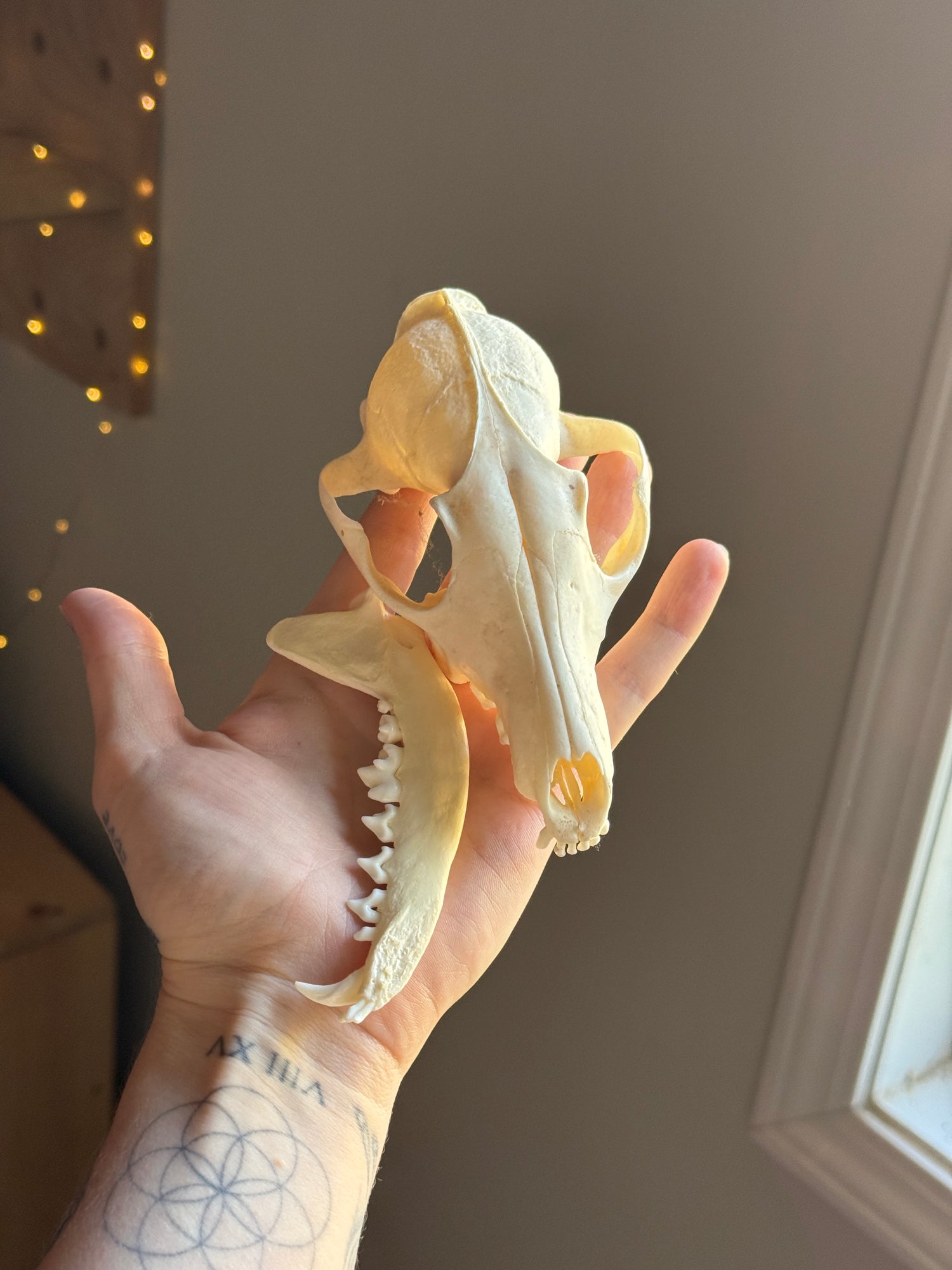 3/4 Coyote Skull