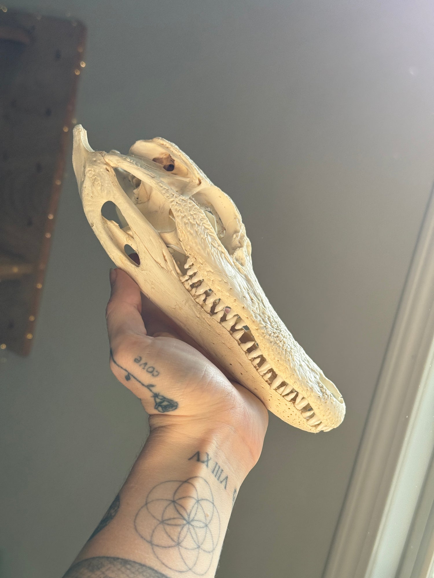 Alligator Skull