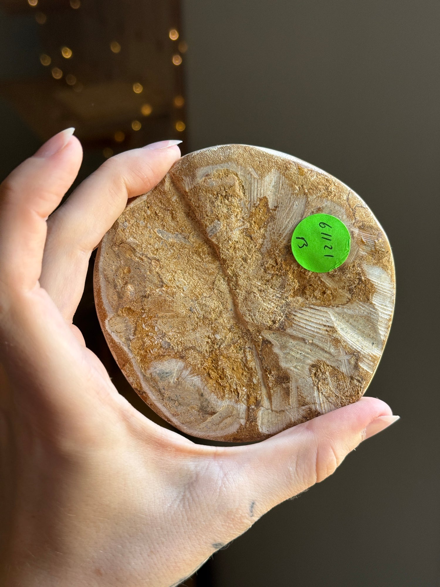 Fossilized Sand Dollar