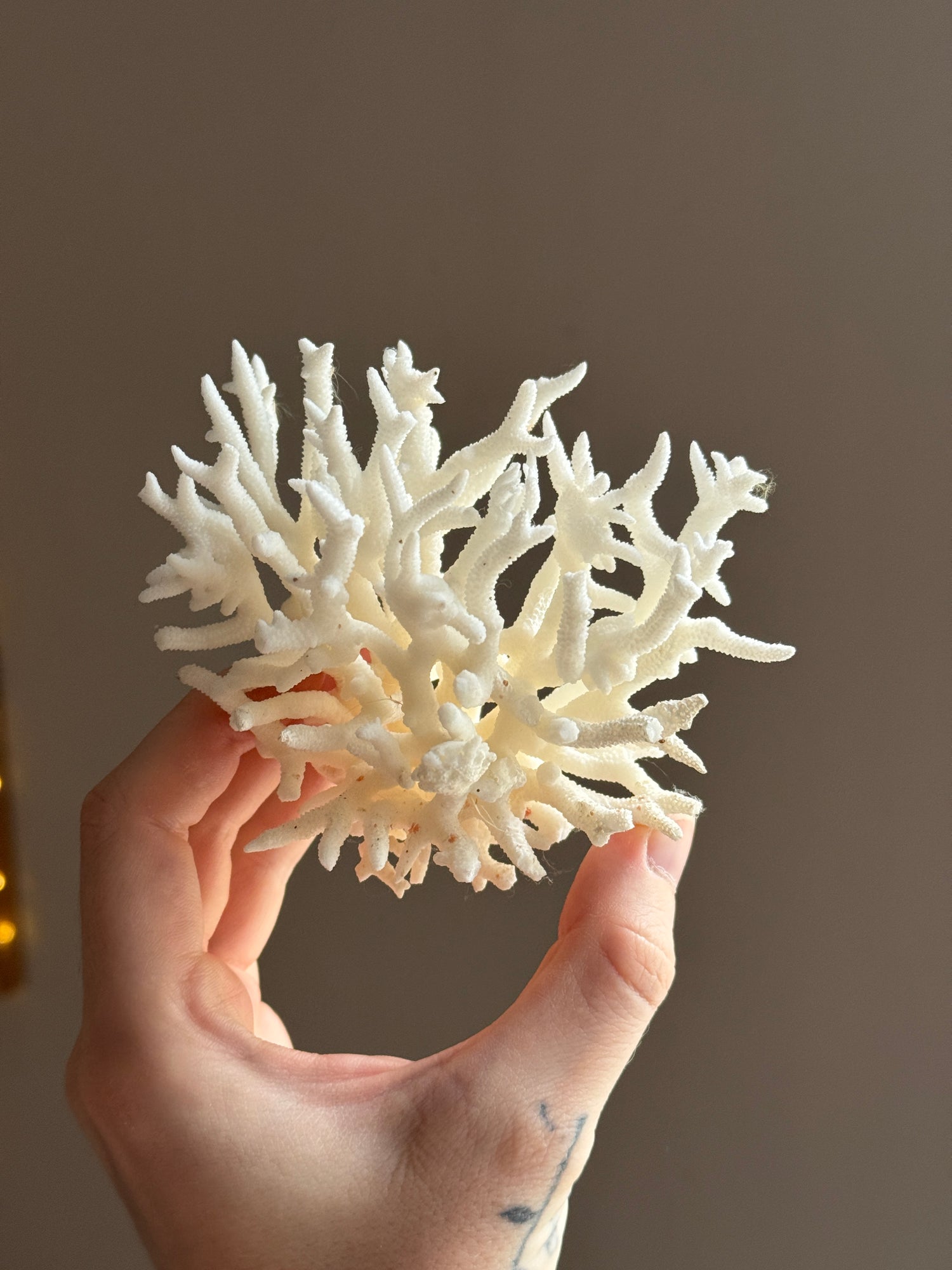 Dried Coral