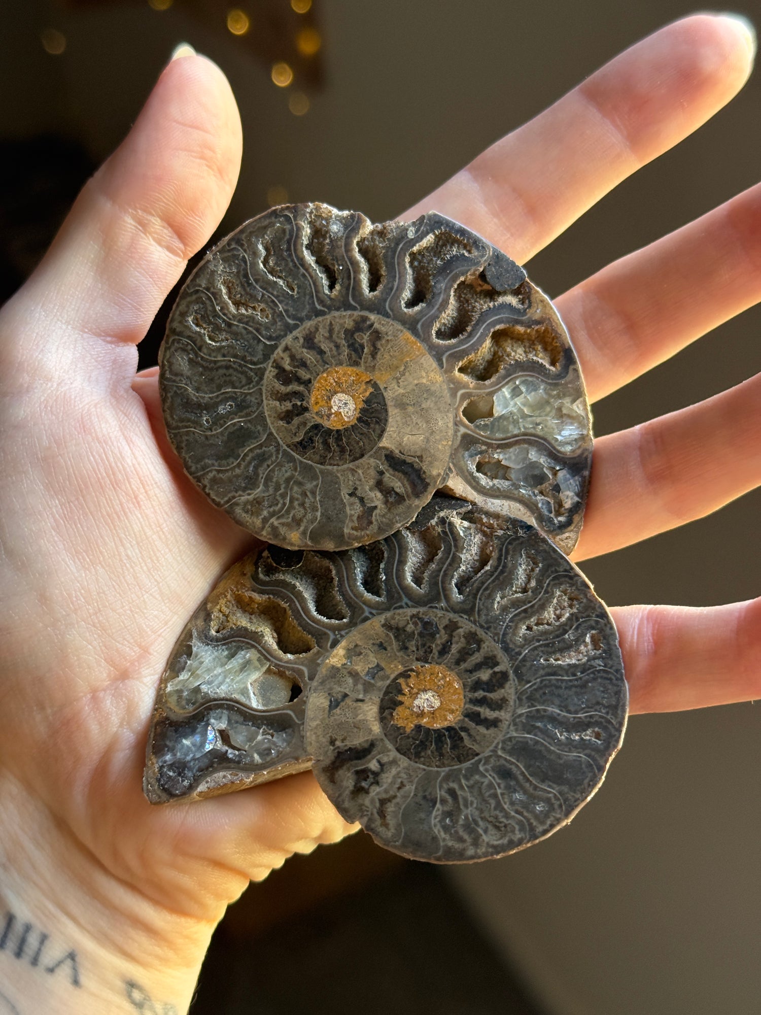 Ammonite Pair (add on)