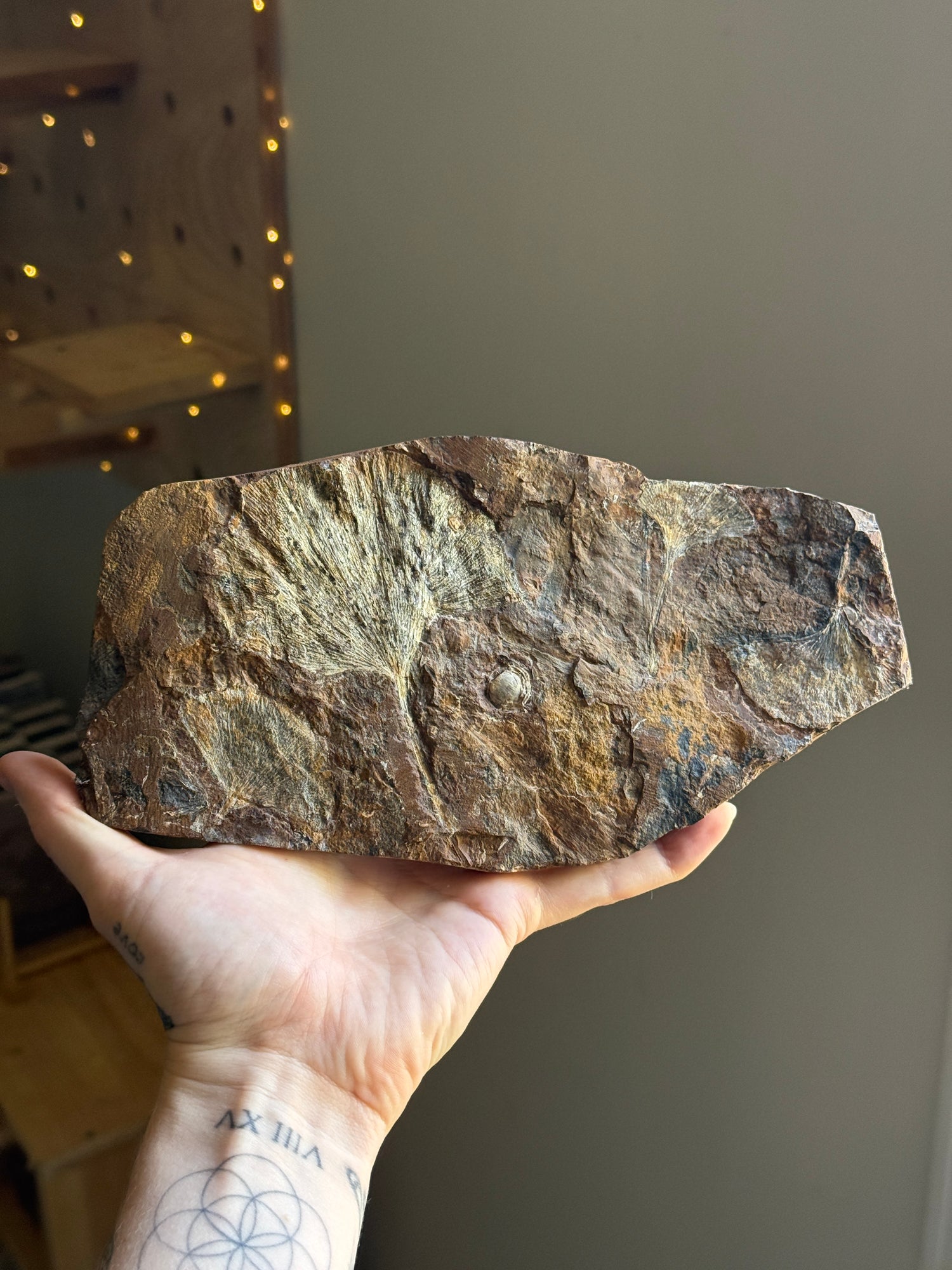 Gingko Fossil