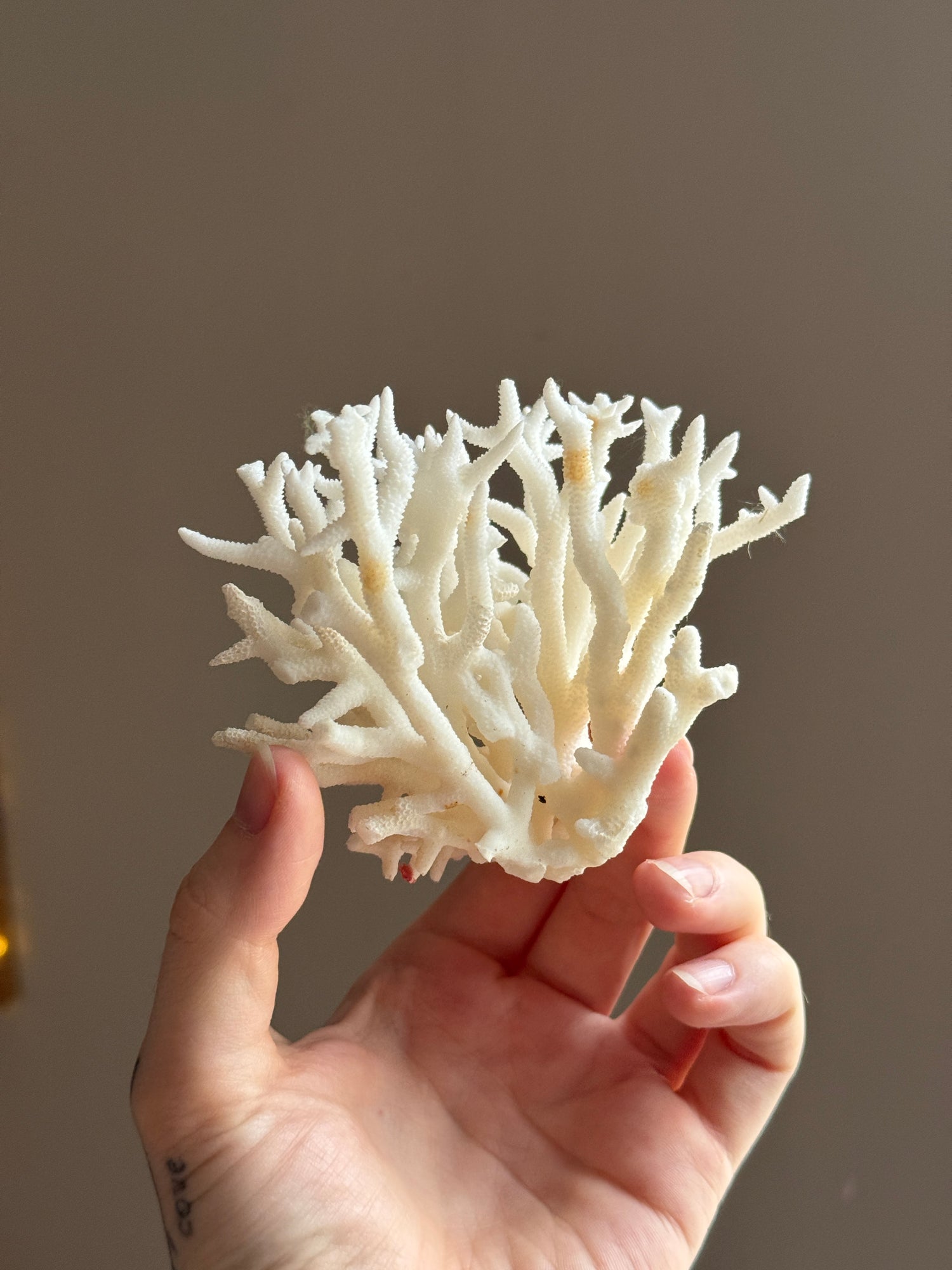 Dried Coral