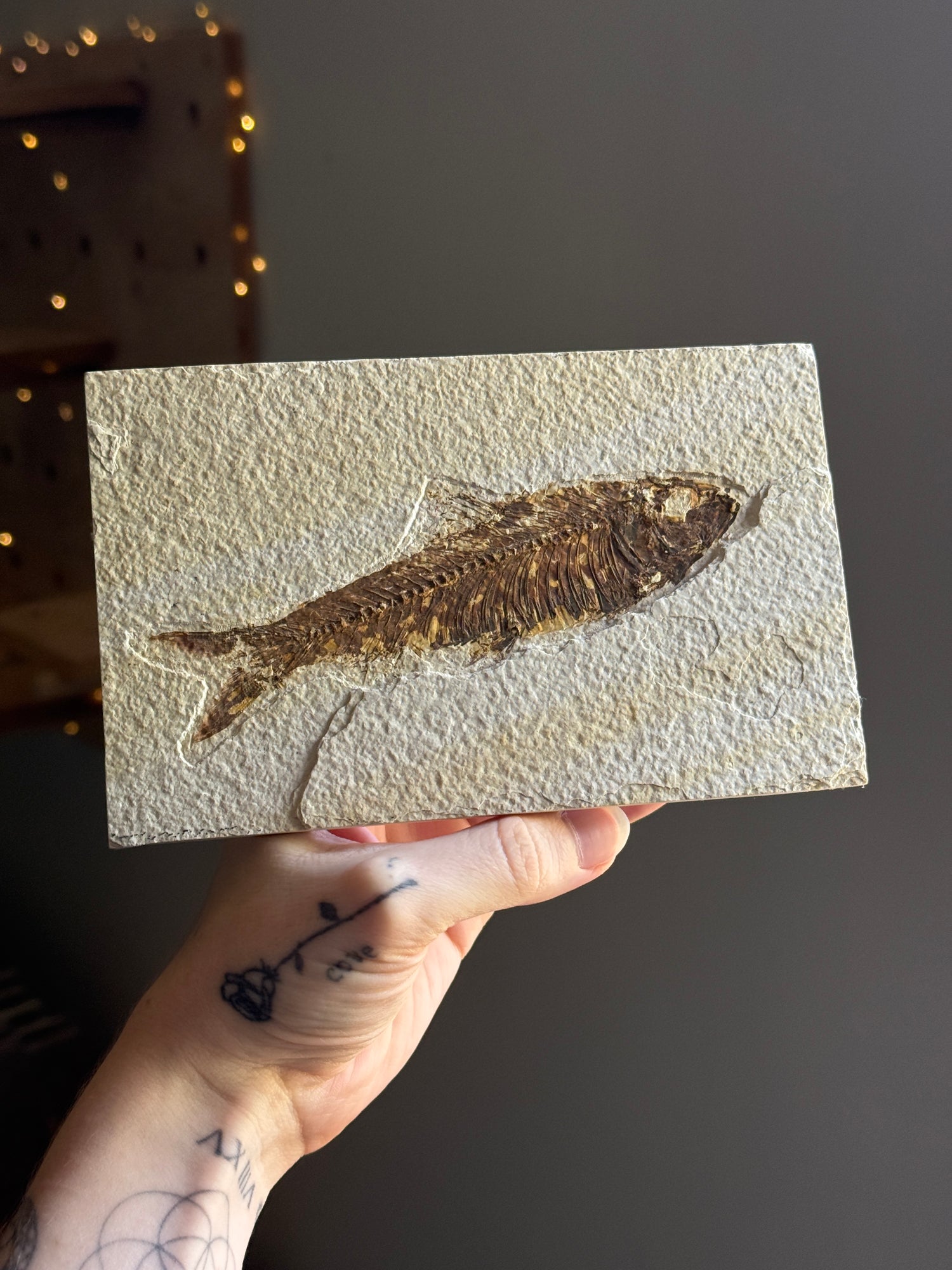 Fish Fossil