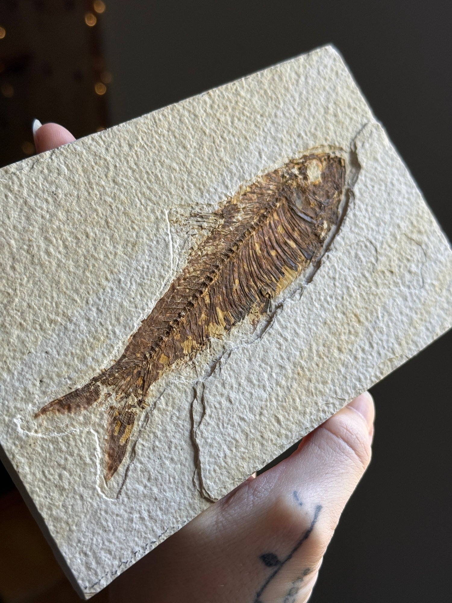 Fish Fossil